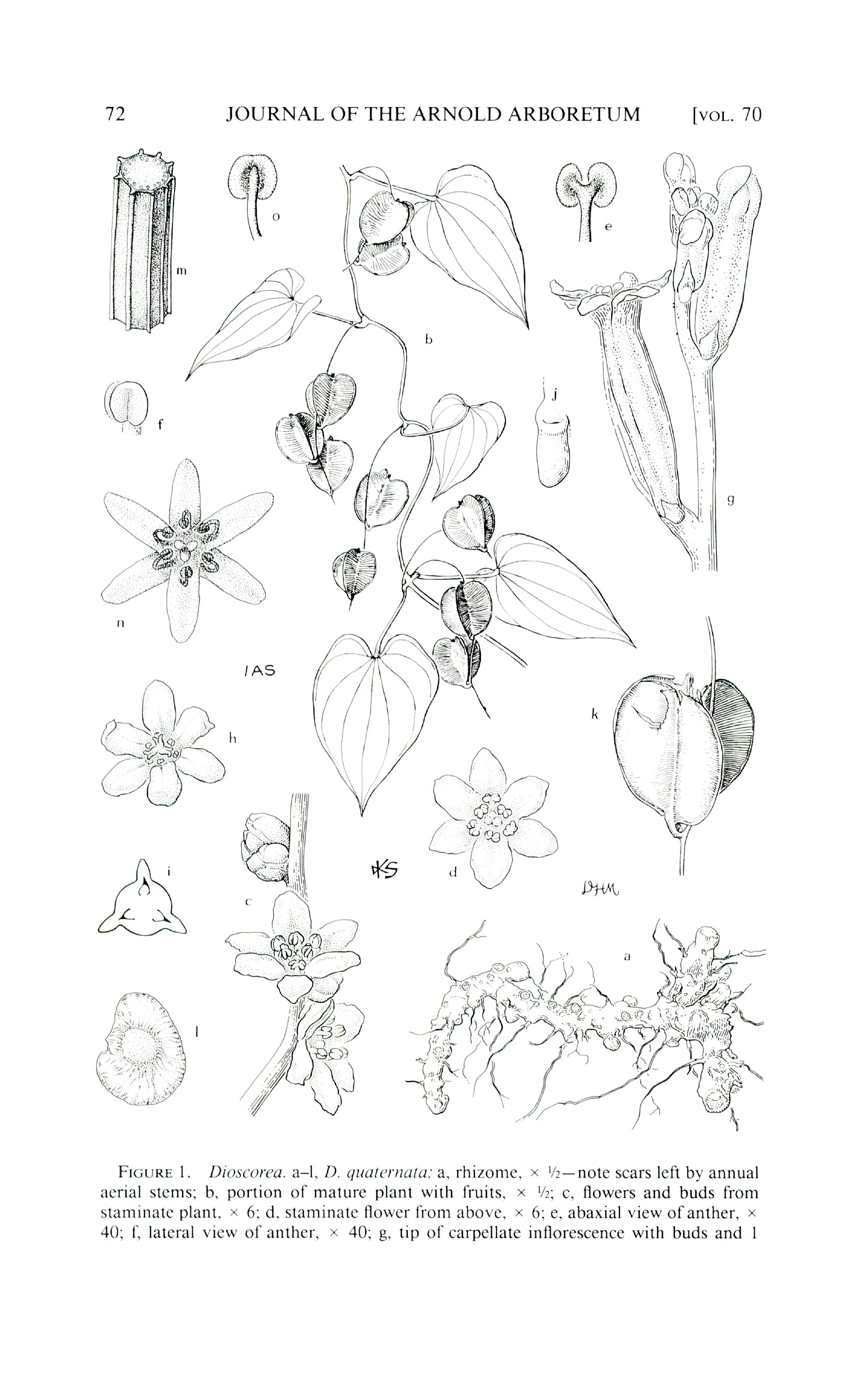 no full size  illustration available (3a)