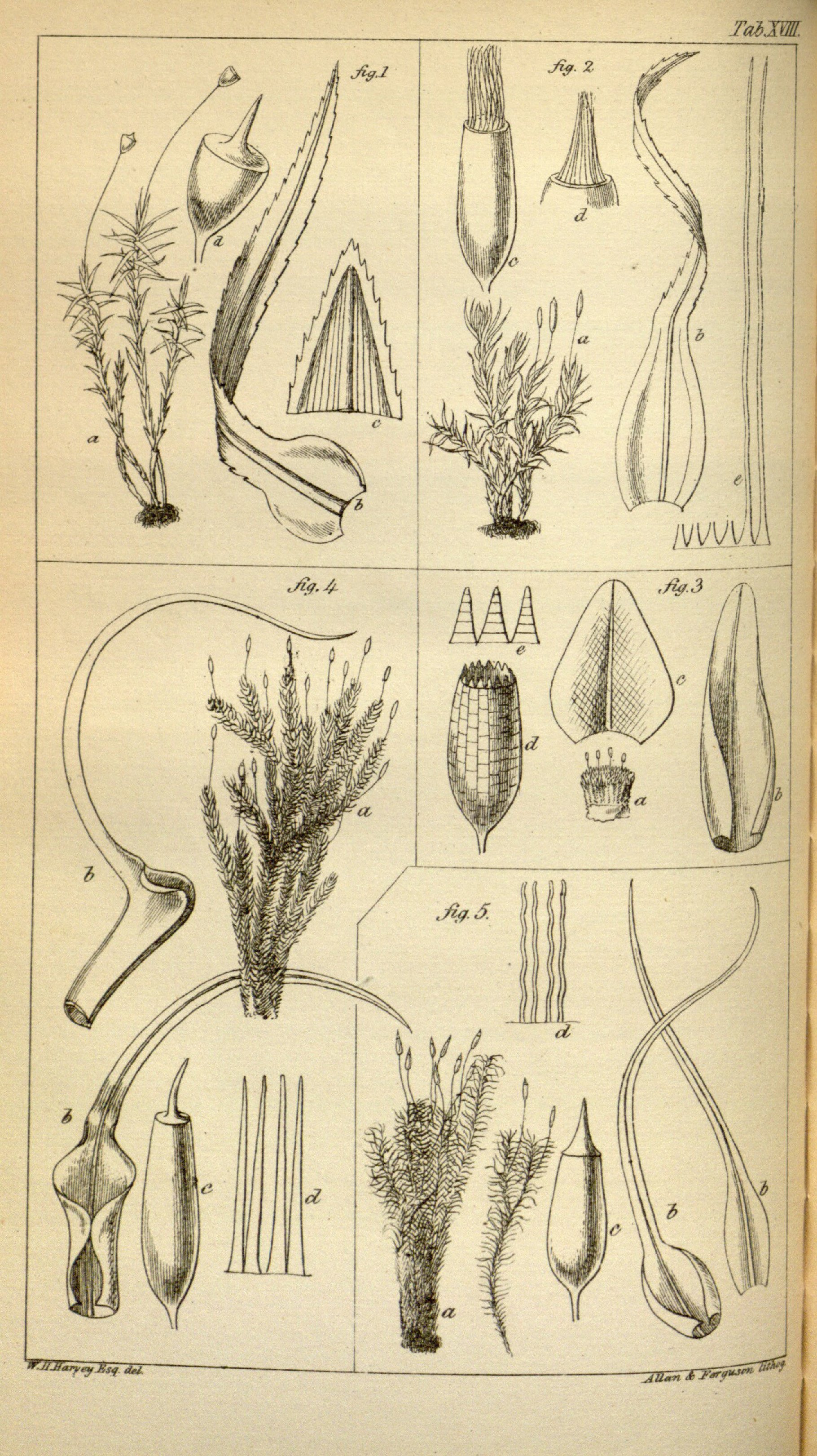 no full size  illustration available (3a)