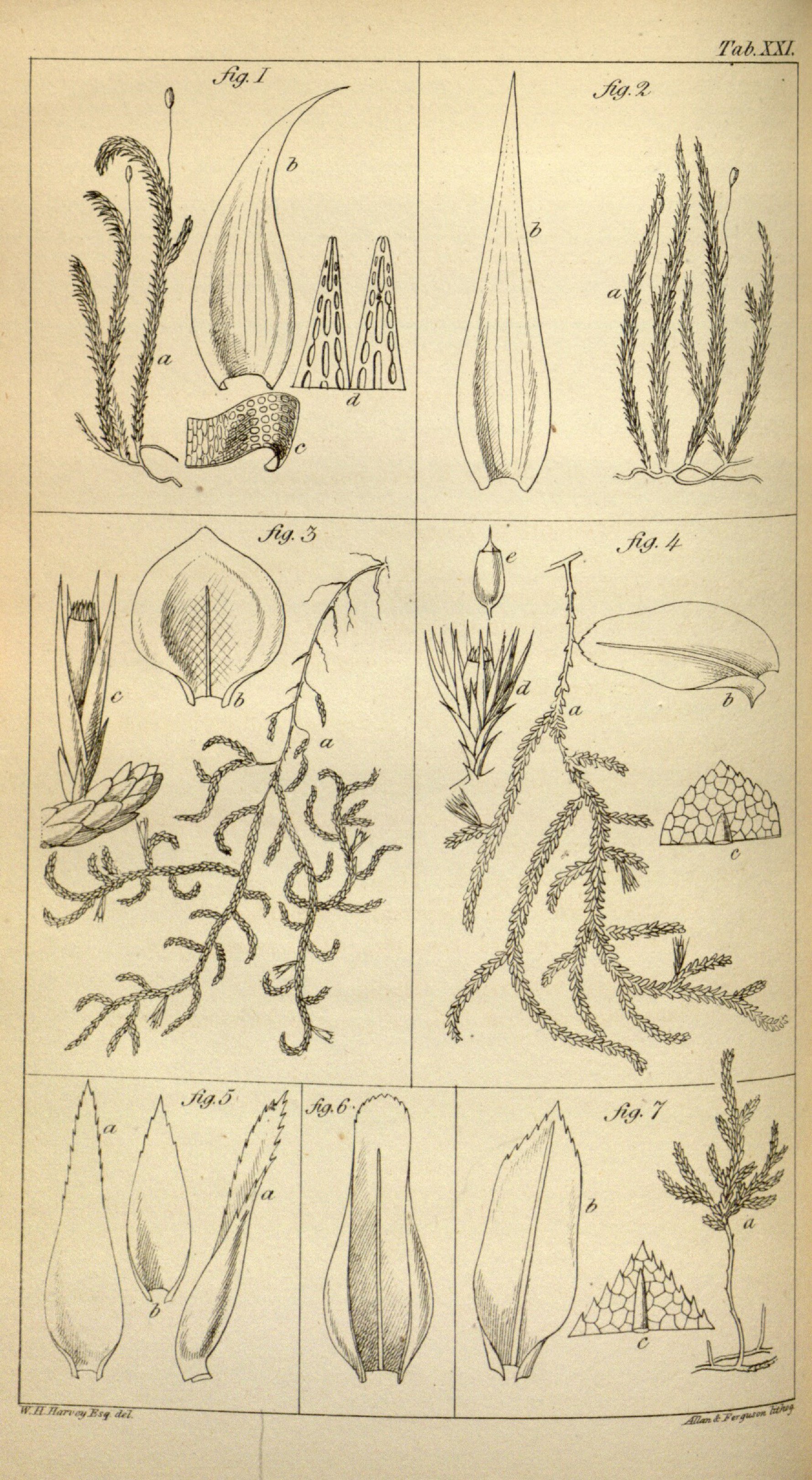 no full size  illustration available (3a)