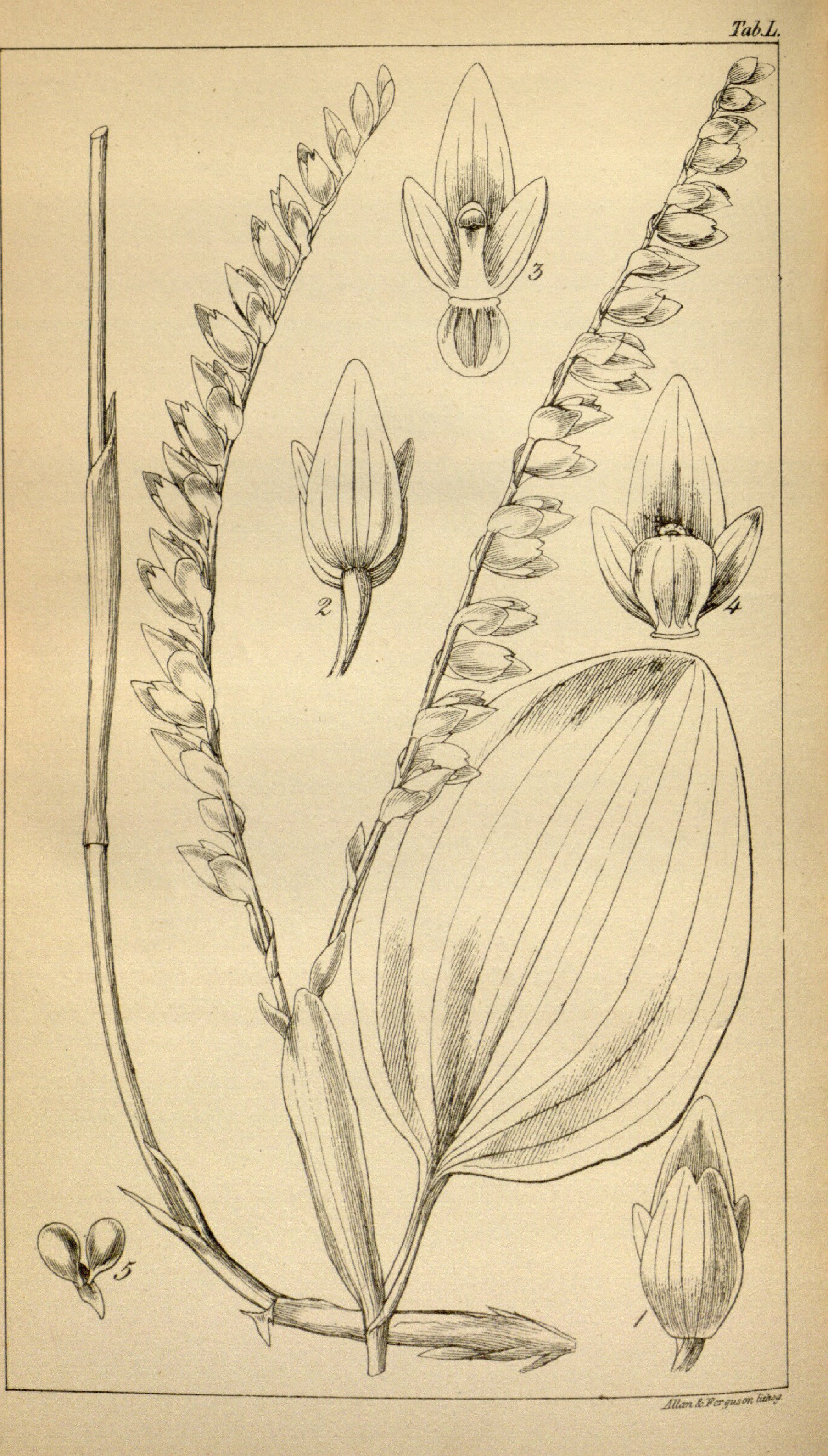 no full size  illustration available (3a)