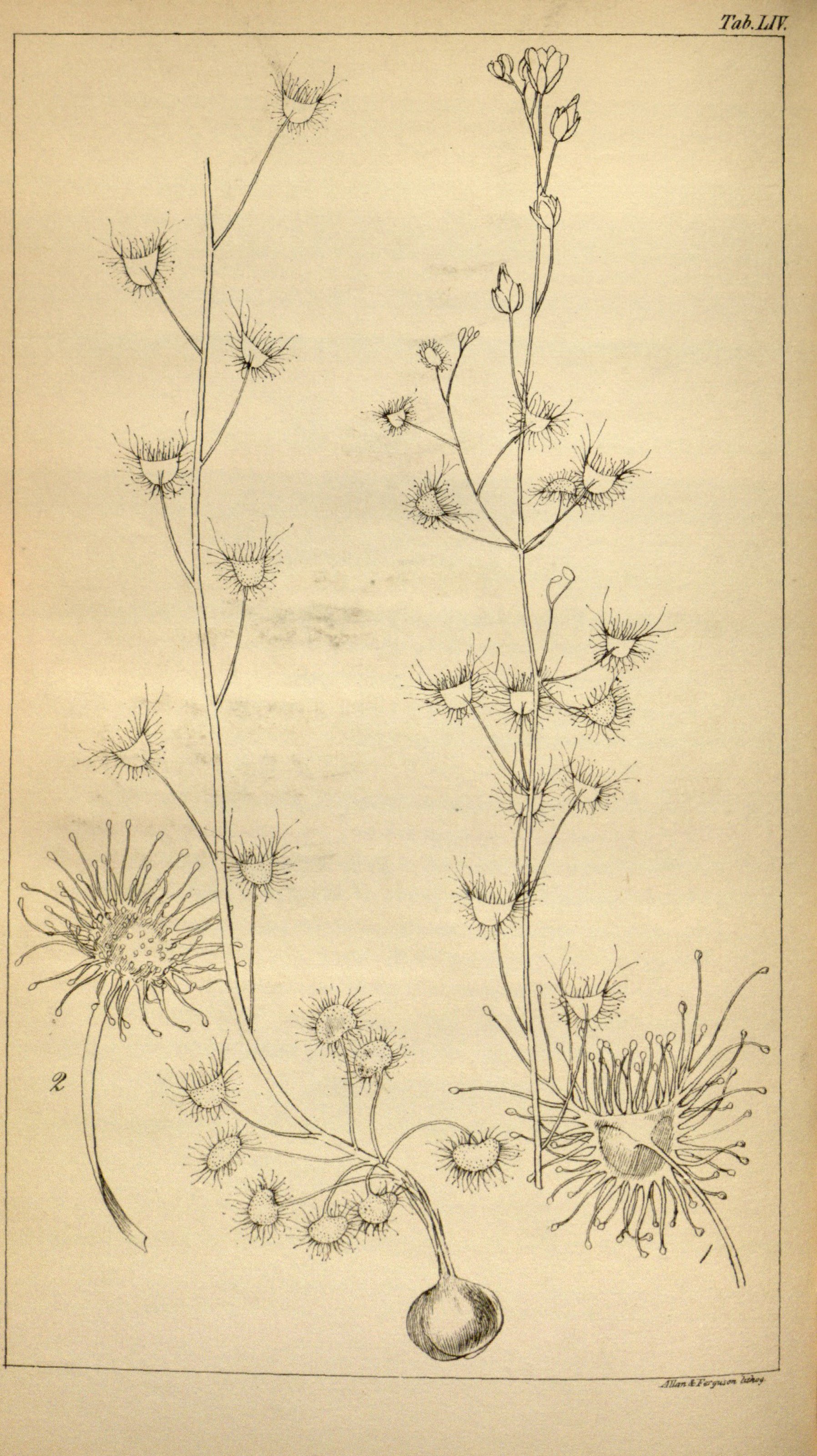 no full size  illustration available (3a)