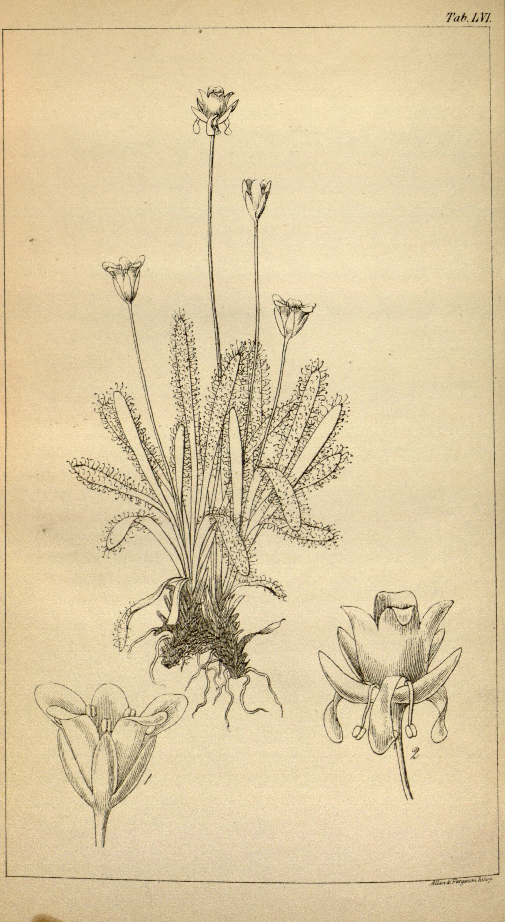 no full size  illustration available (3a)