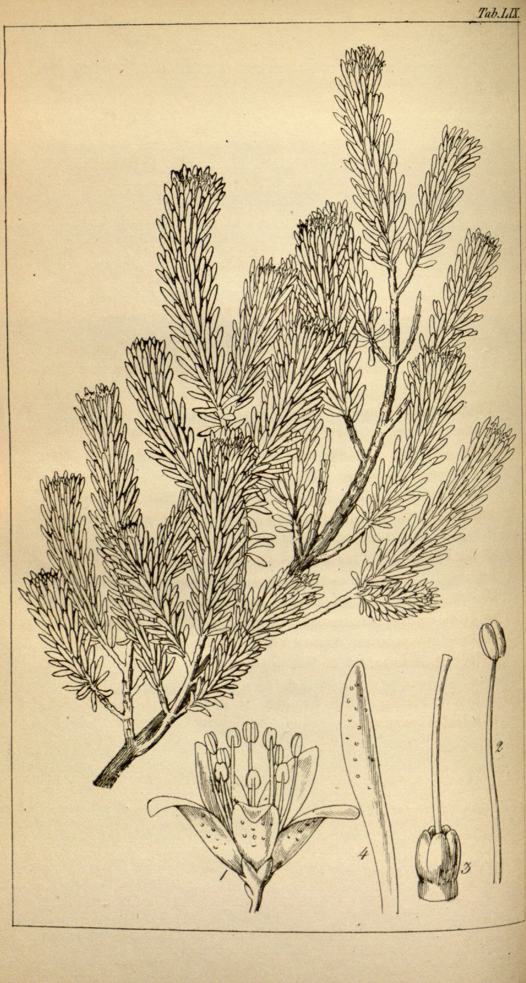 no full size  illustration available (3a)