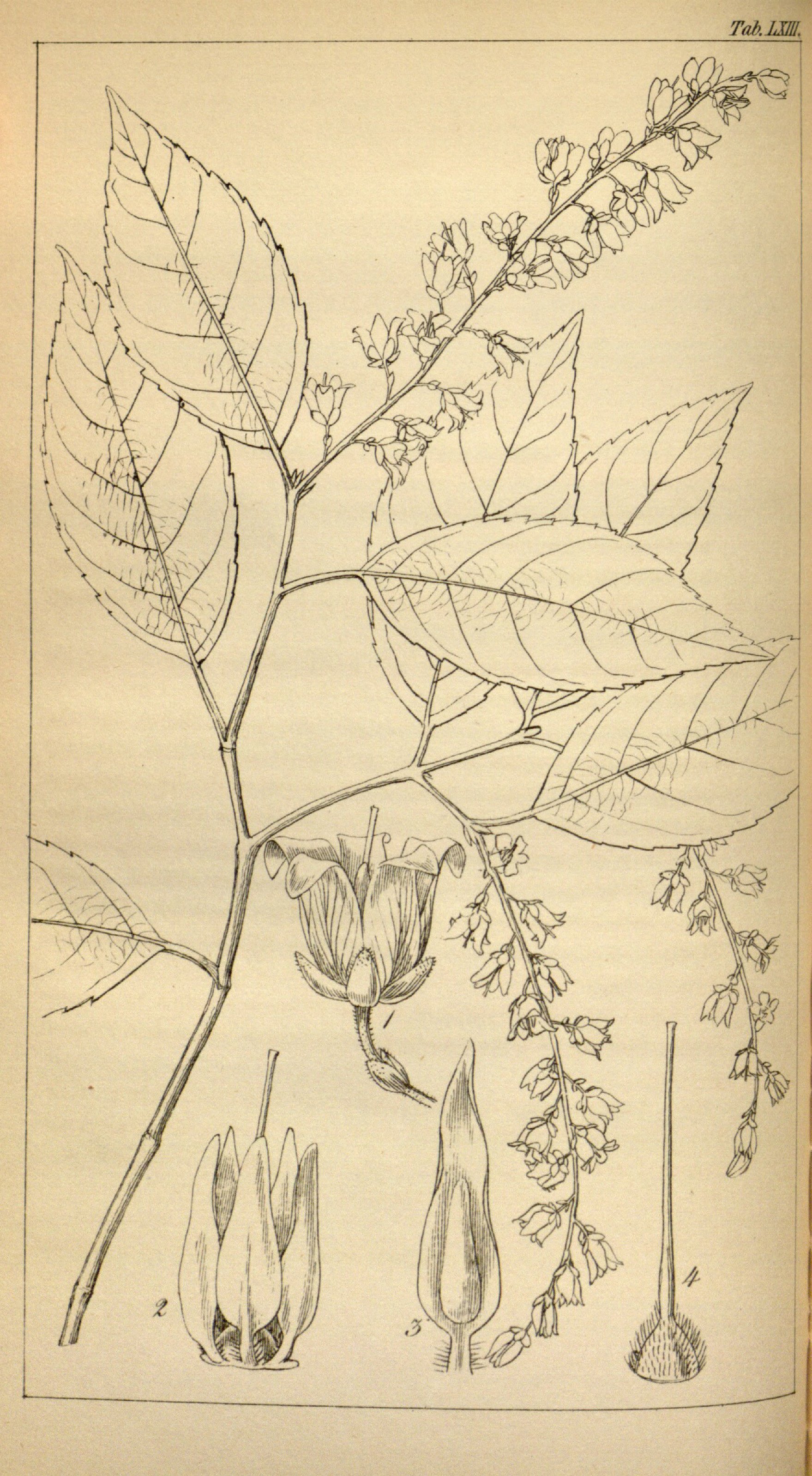 no full size  illustration available (3a)