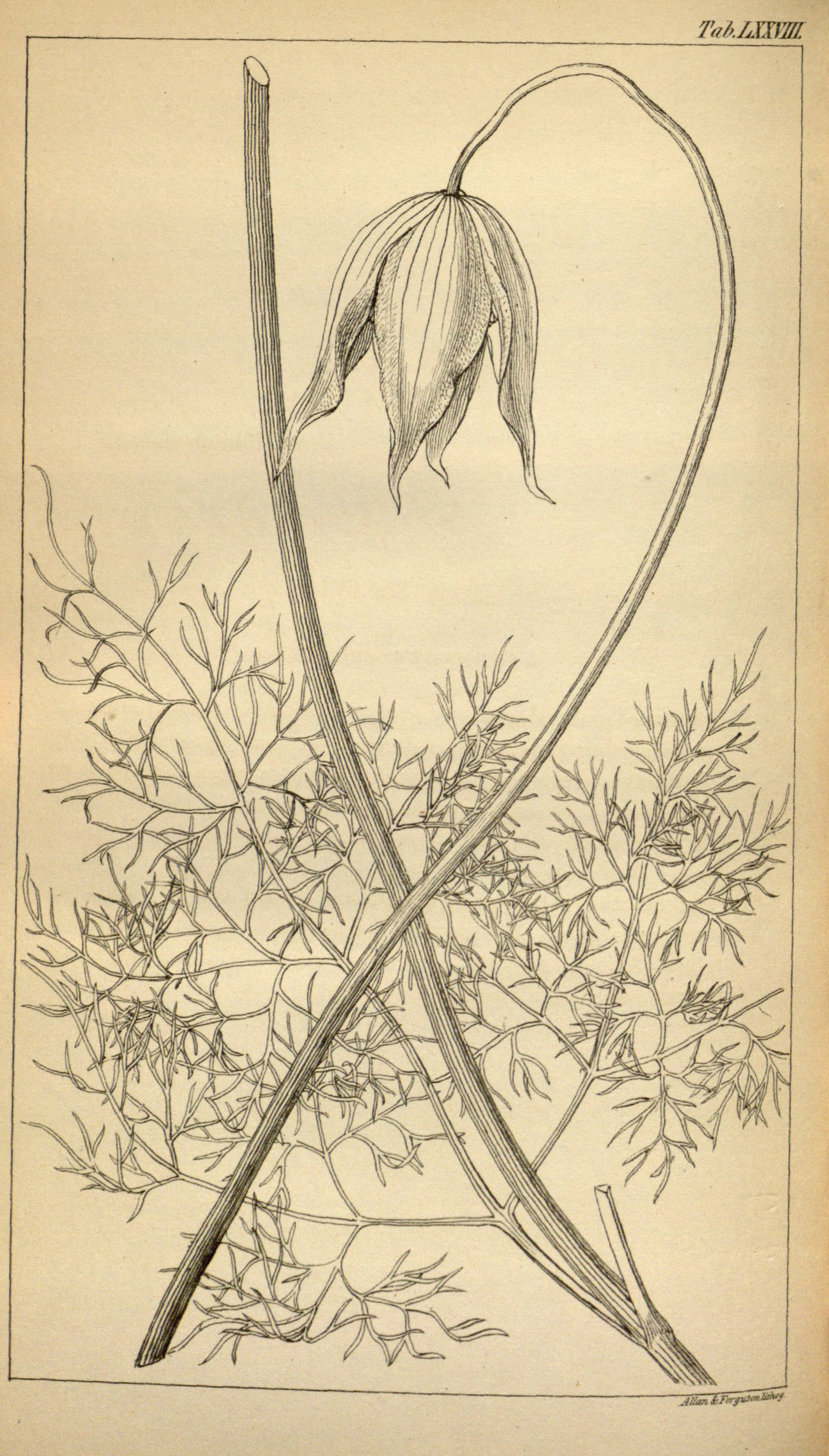 no full size  illustration available (3a)