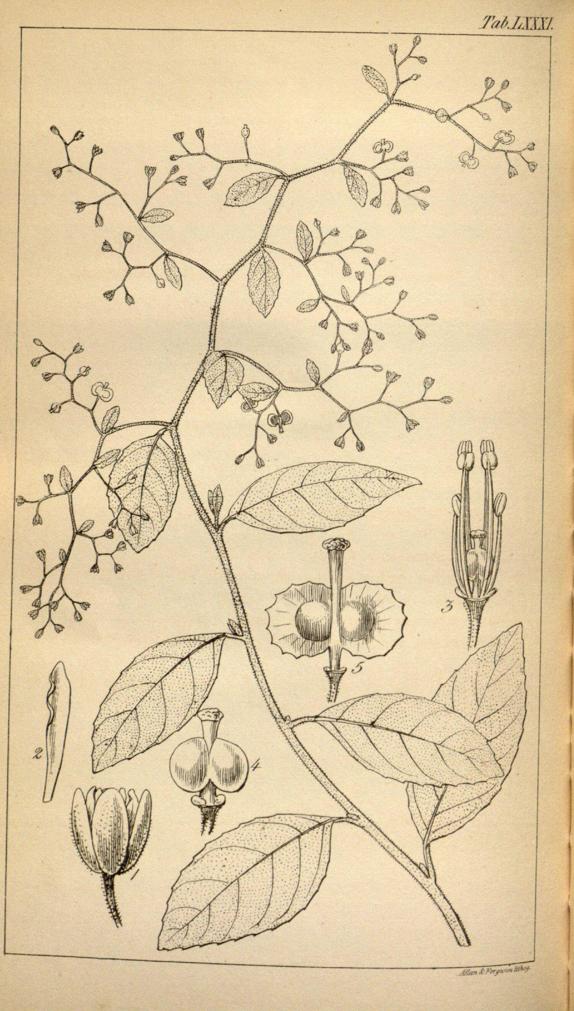 no full size  illustration available (3a)