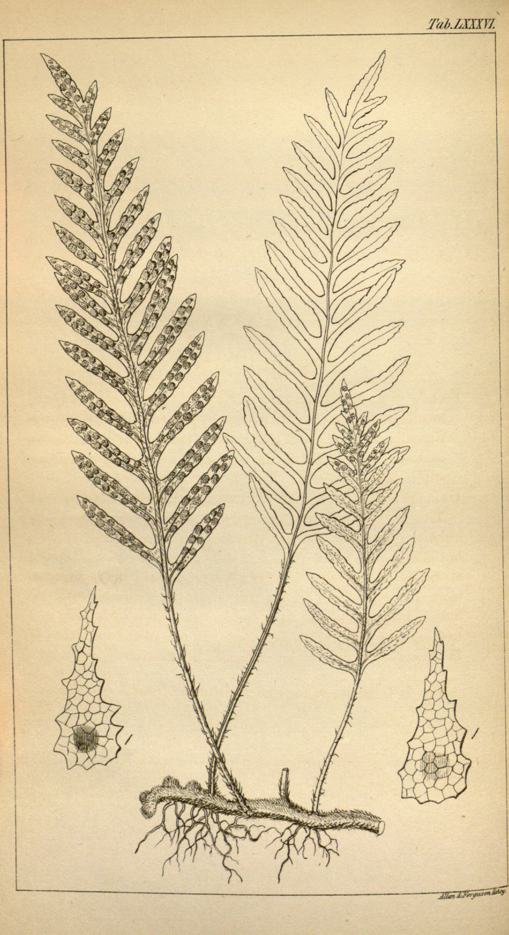 no full size  illustration available (3a)