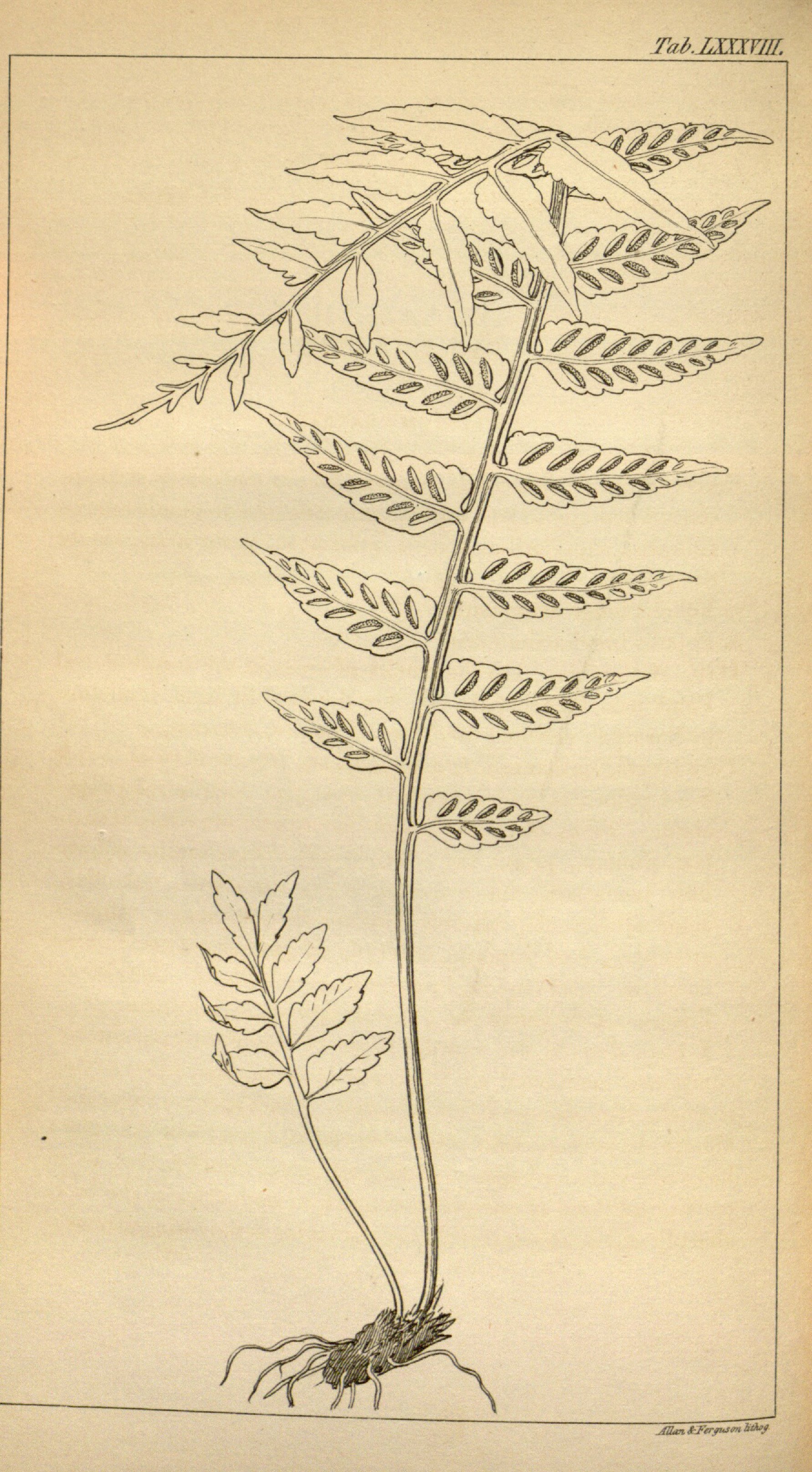 no full size  illustration available (3a)