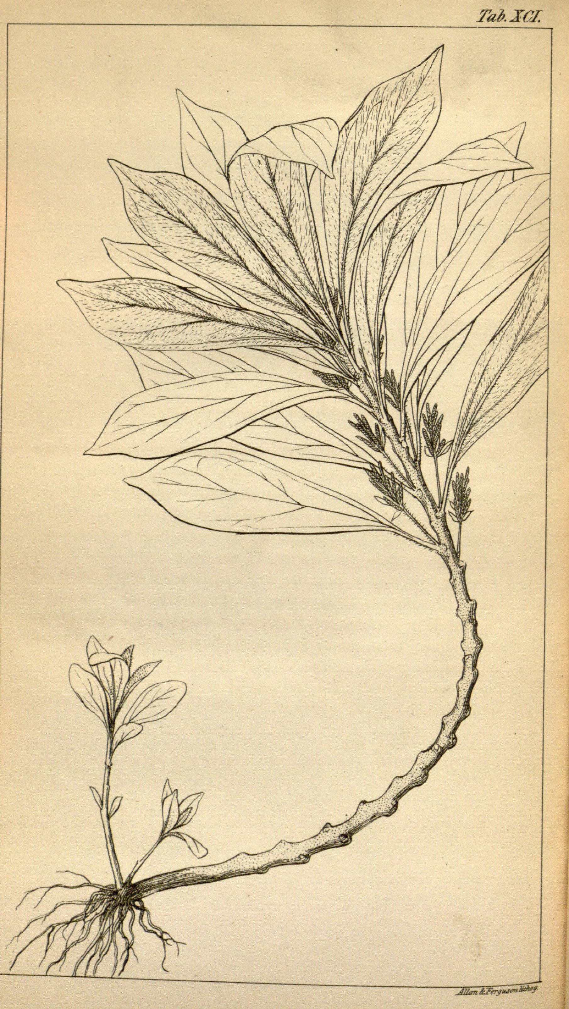 no full size  illustration available (3a)