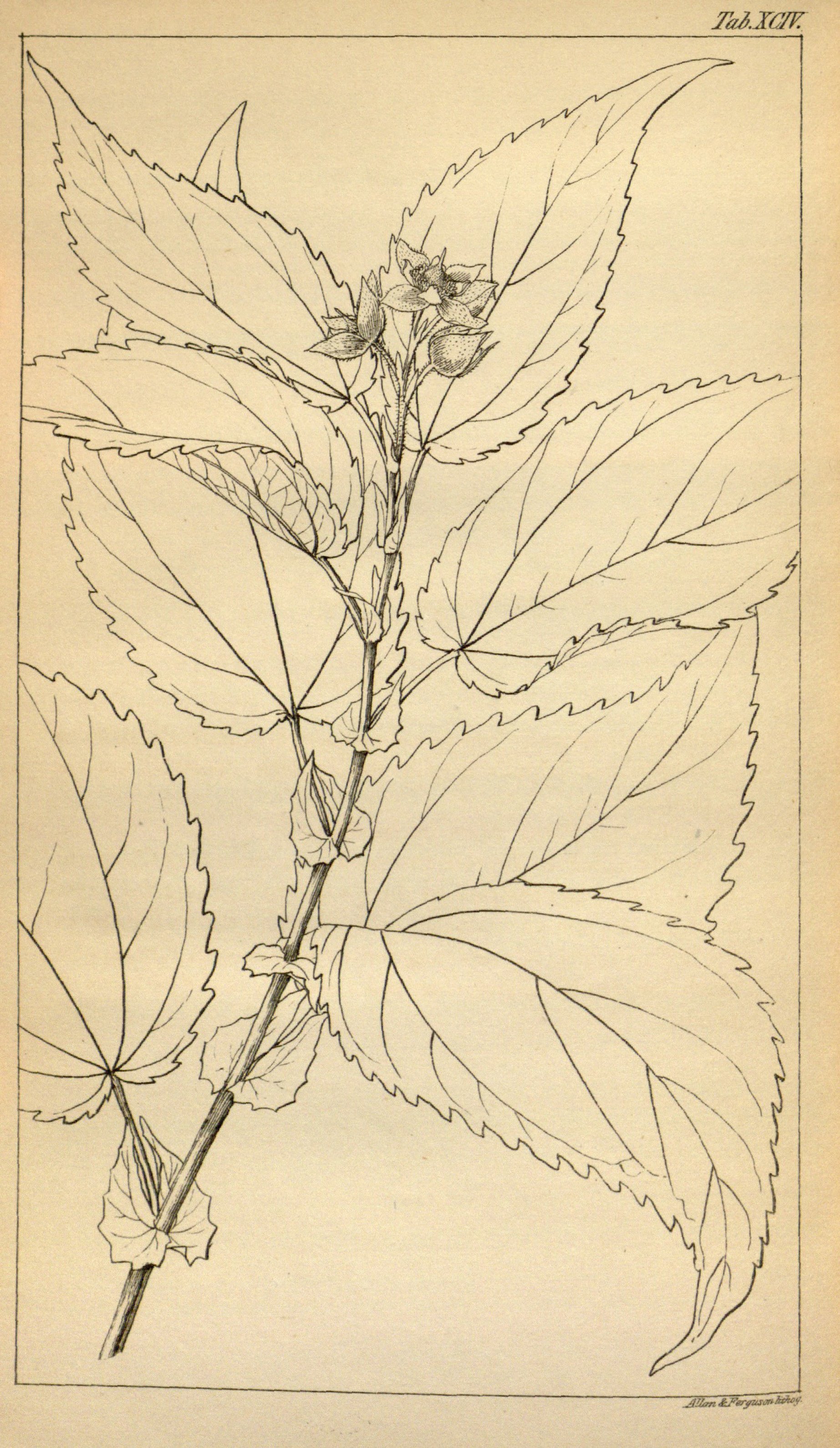 no full size  illustration available (3a)