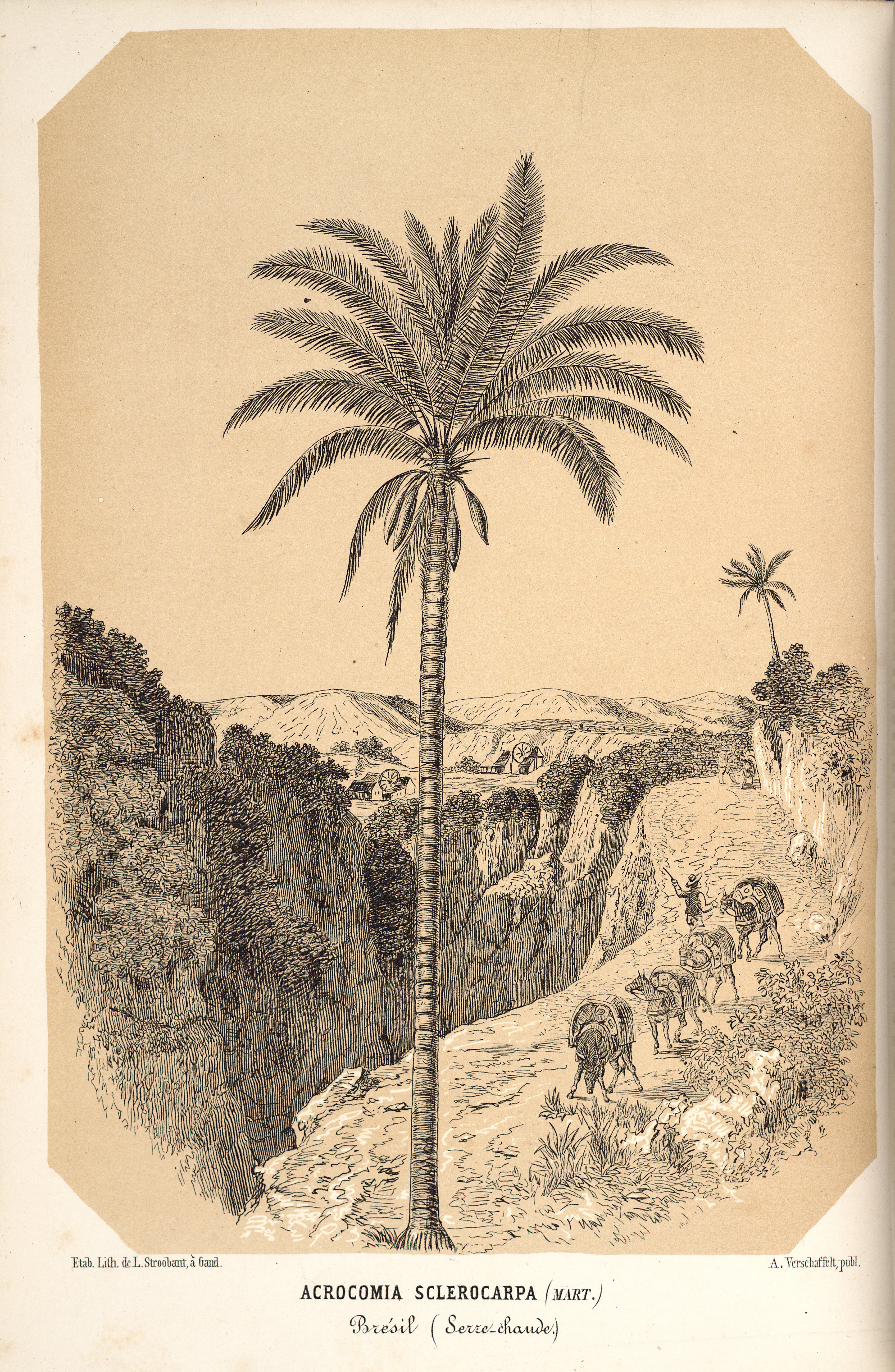 no full size  illustration available (3a)