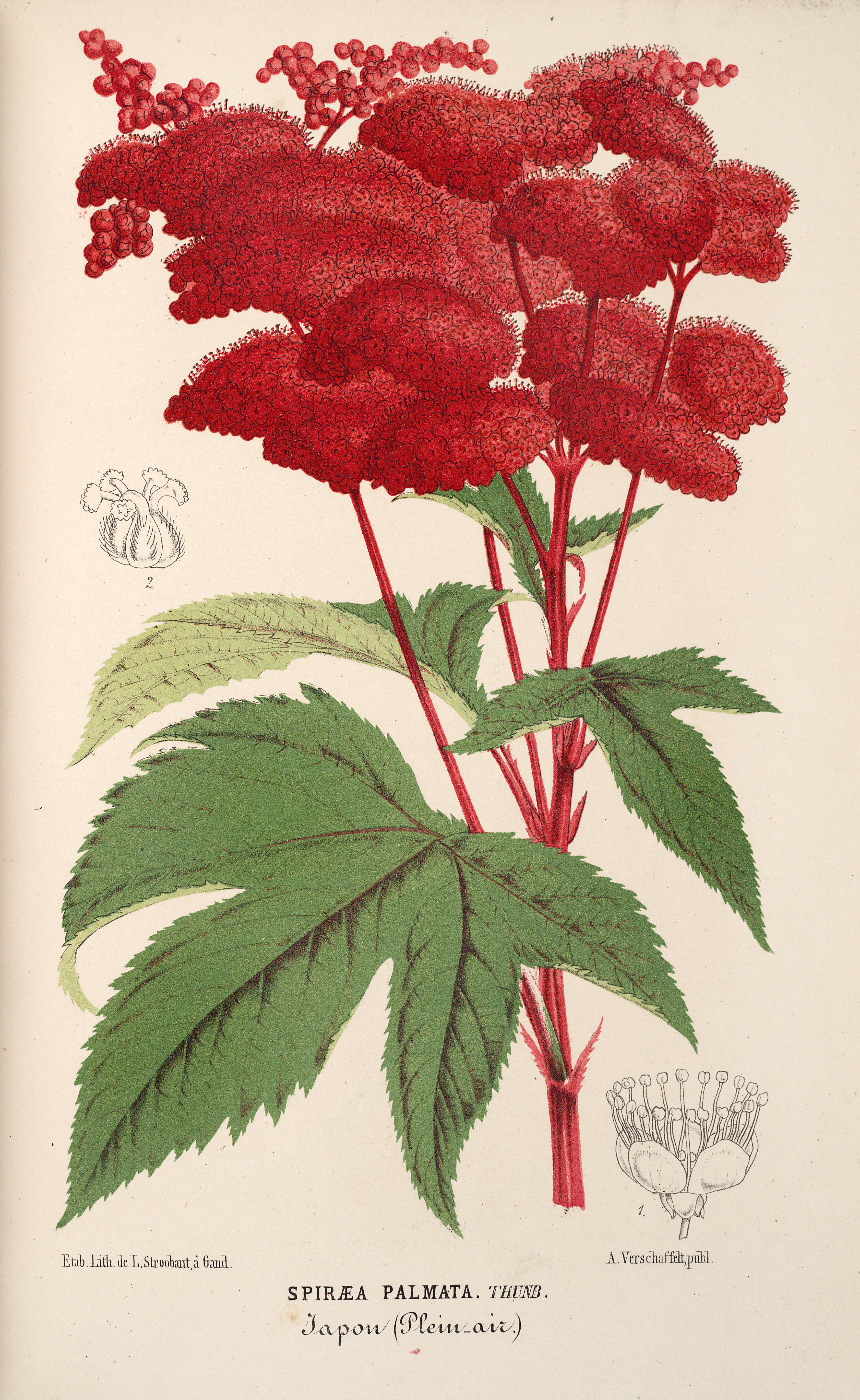 no full size  illustration available (3a)