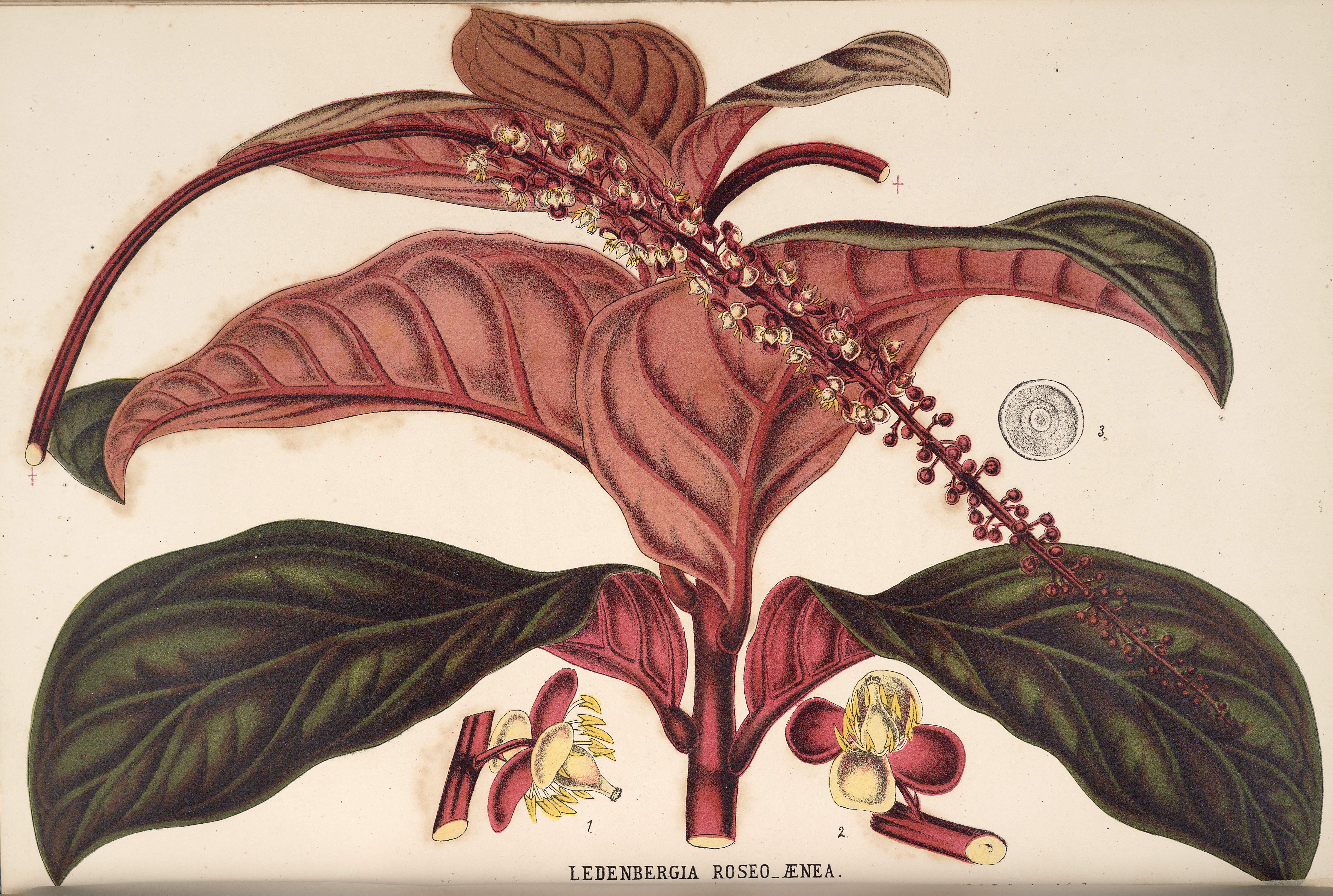 no full size  illustration available (3a)