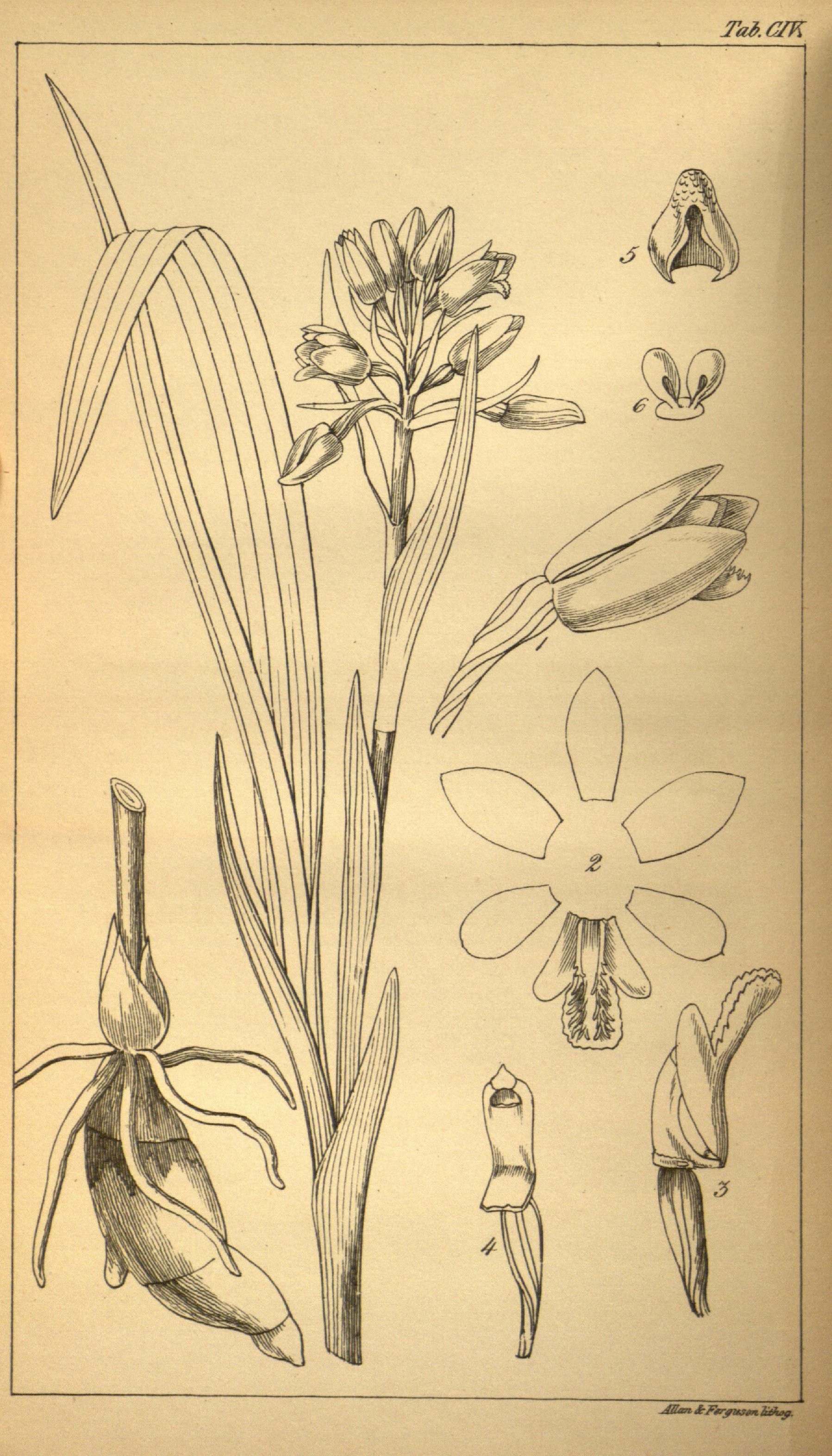 no full size  illustration available (3a)