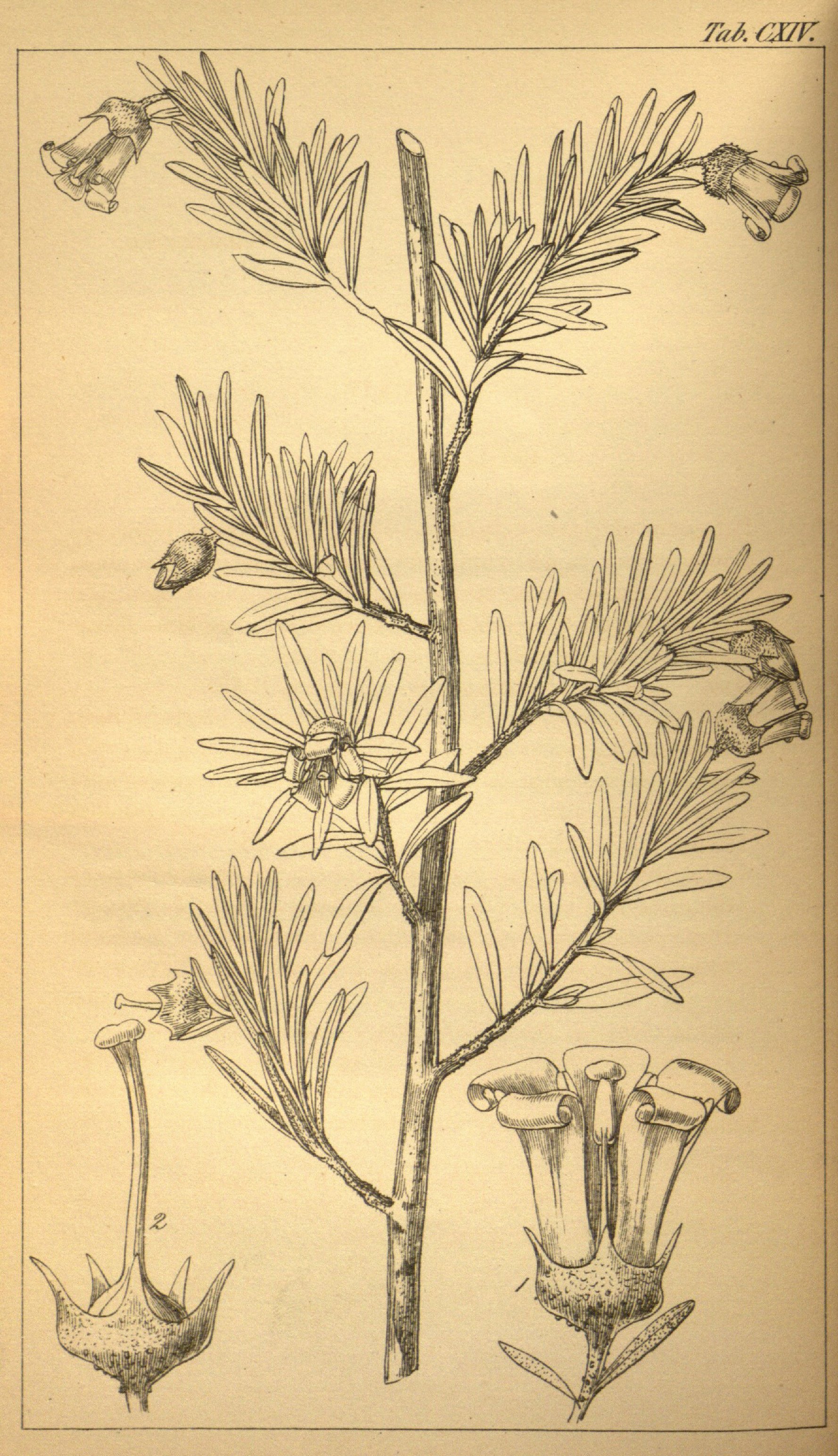 no full size  illustration available (3a)