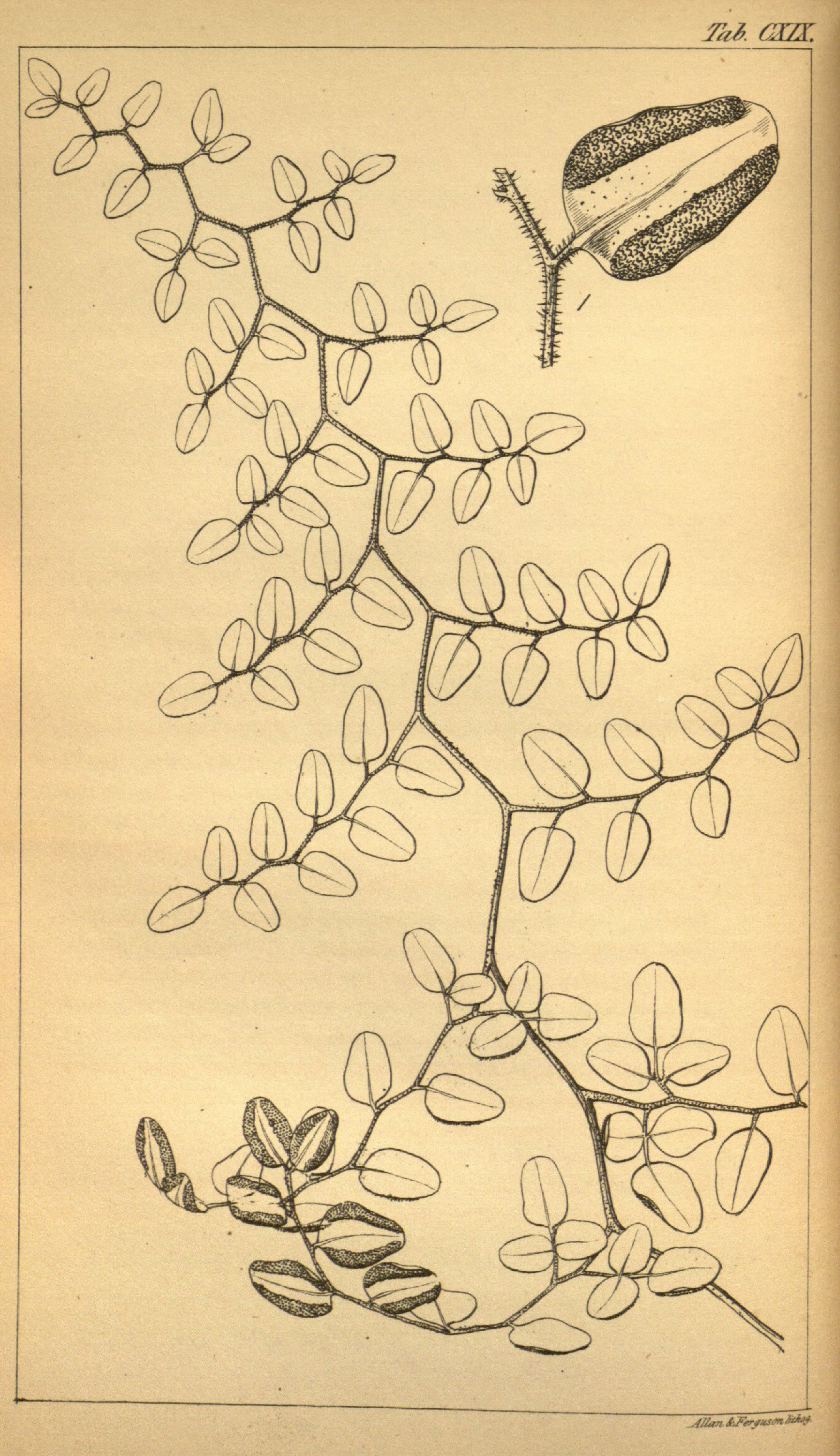 no full size  illustration available (3a)