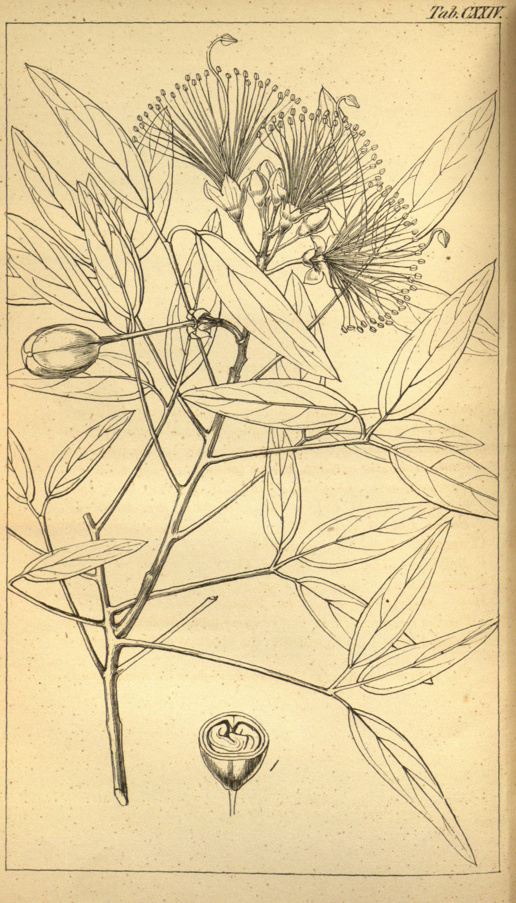 no full size  illustration available (3a)