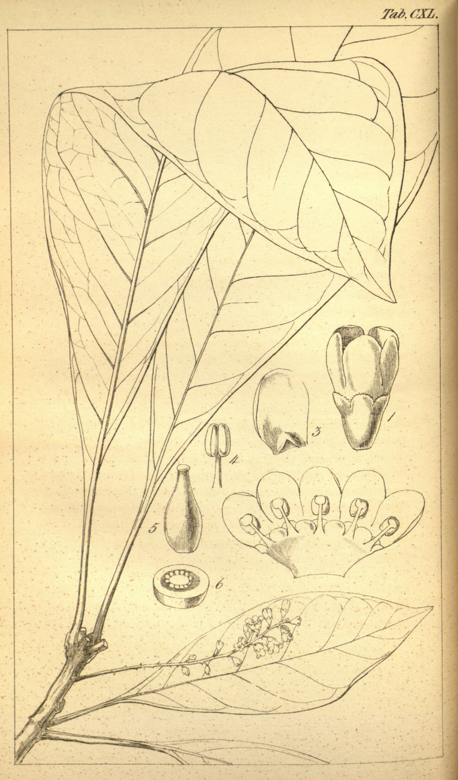 no full size  illustration available (3a)