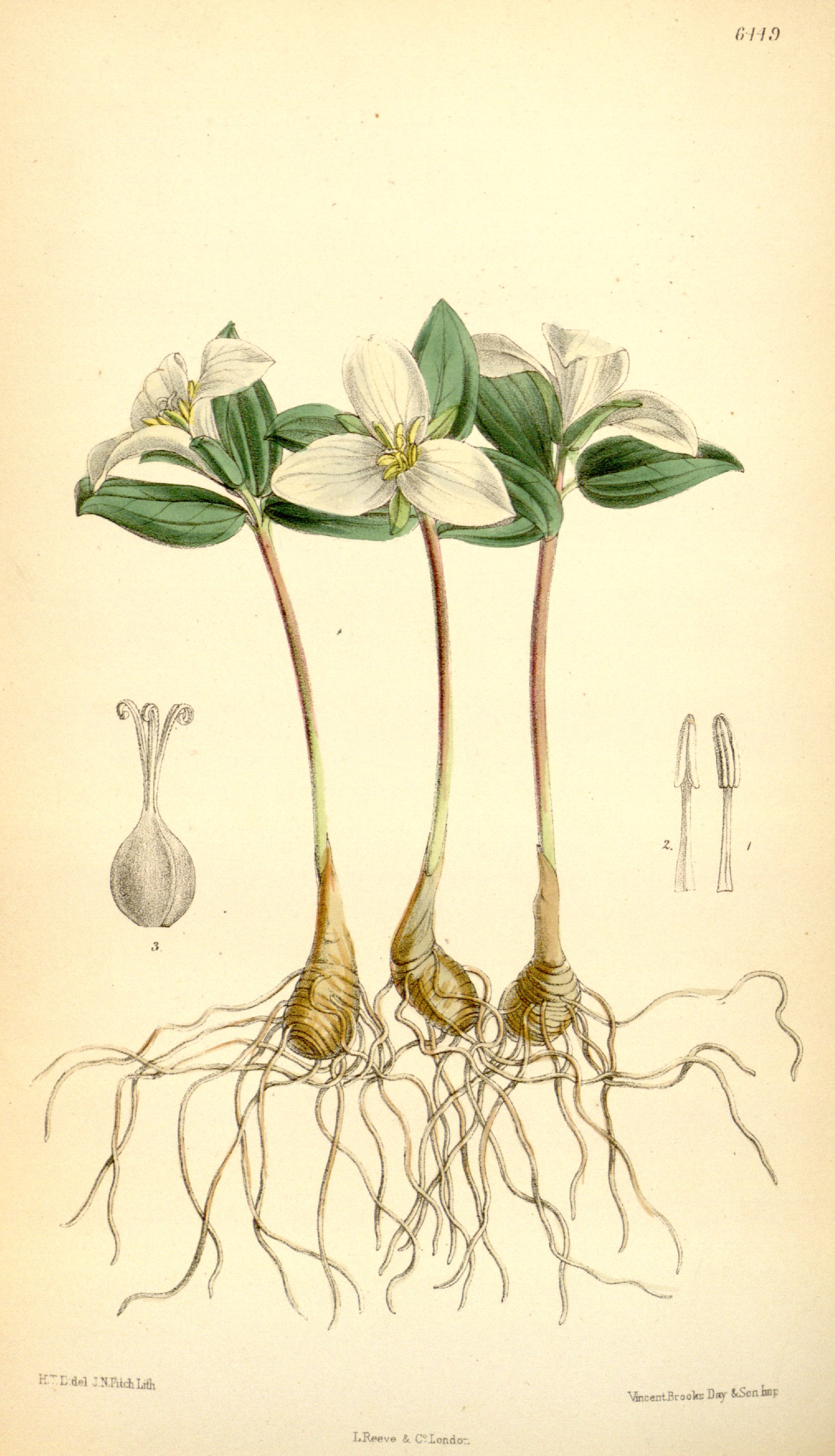 no full size  illustration available (3a)