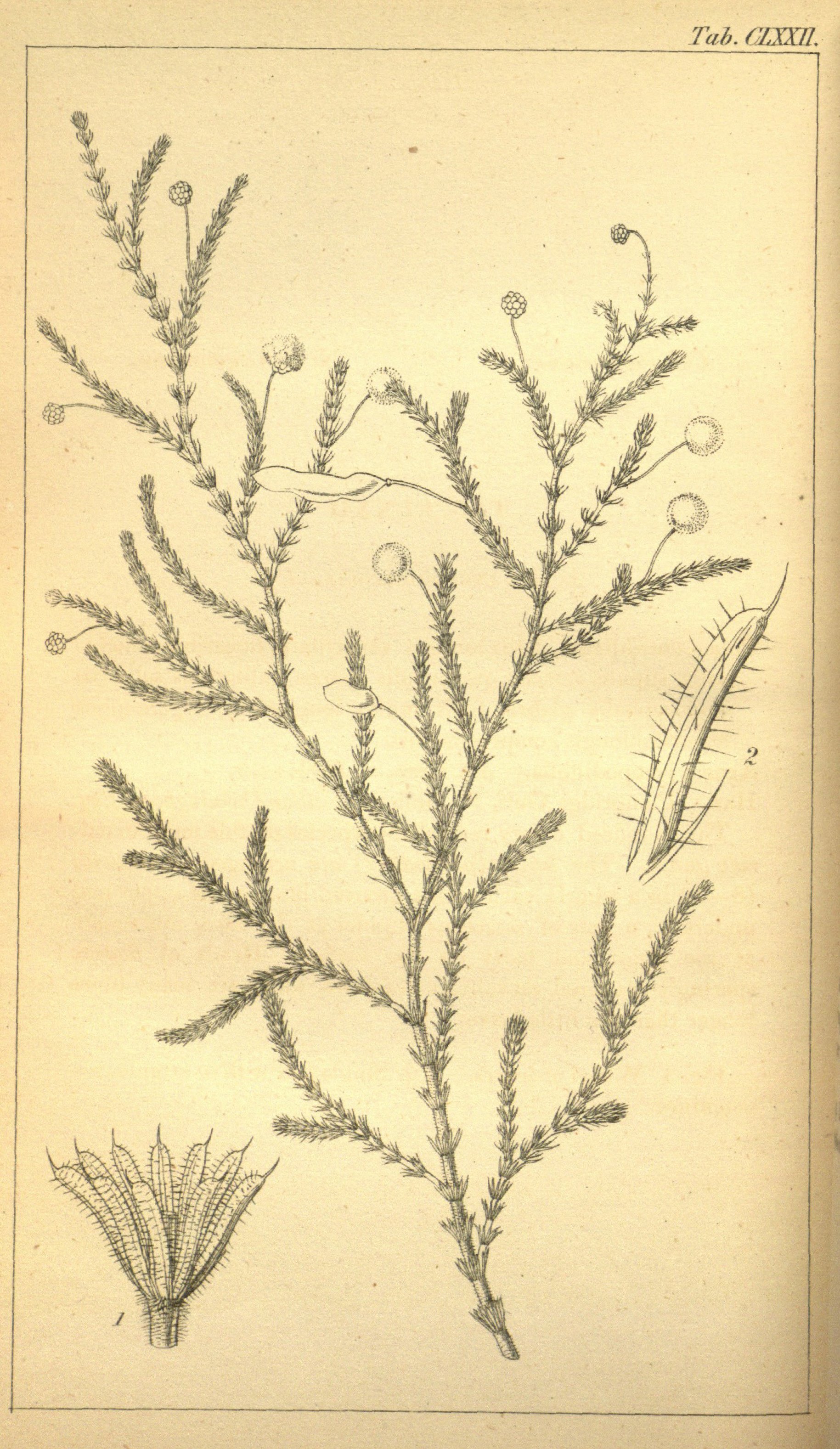 no full size  illustration available (3a)