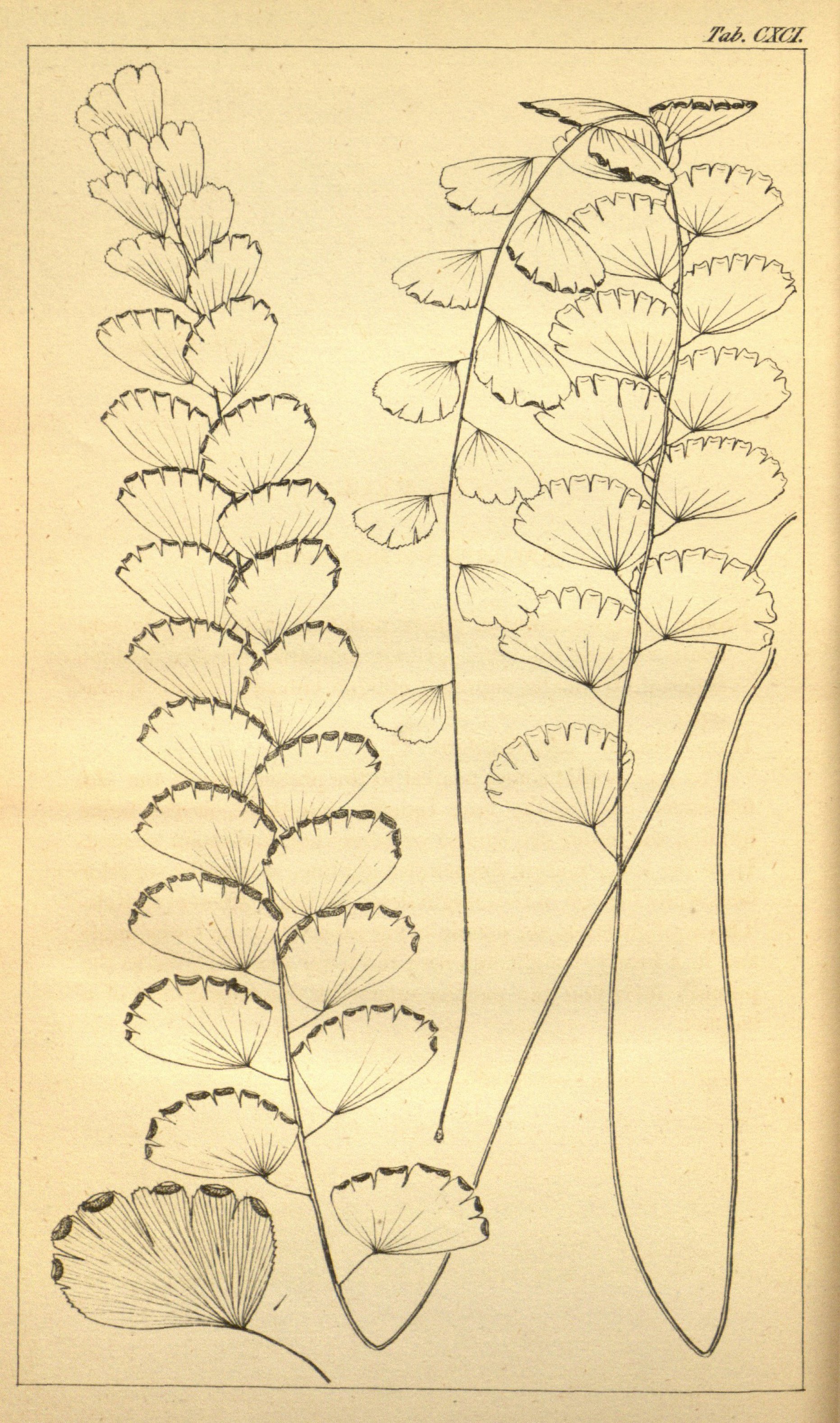 no full size  illustration available (3a)