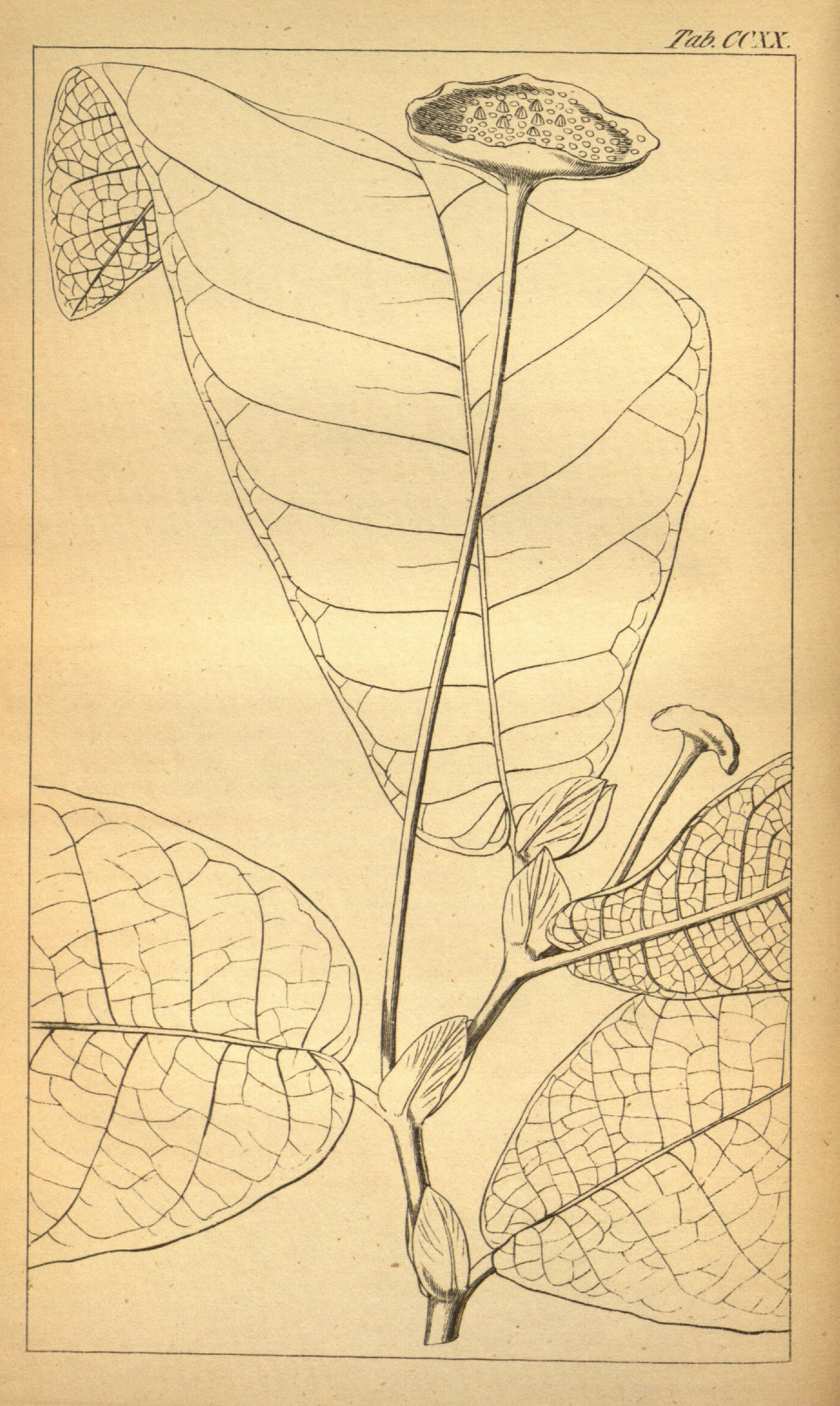 no full size  illustration available (3a)