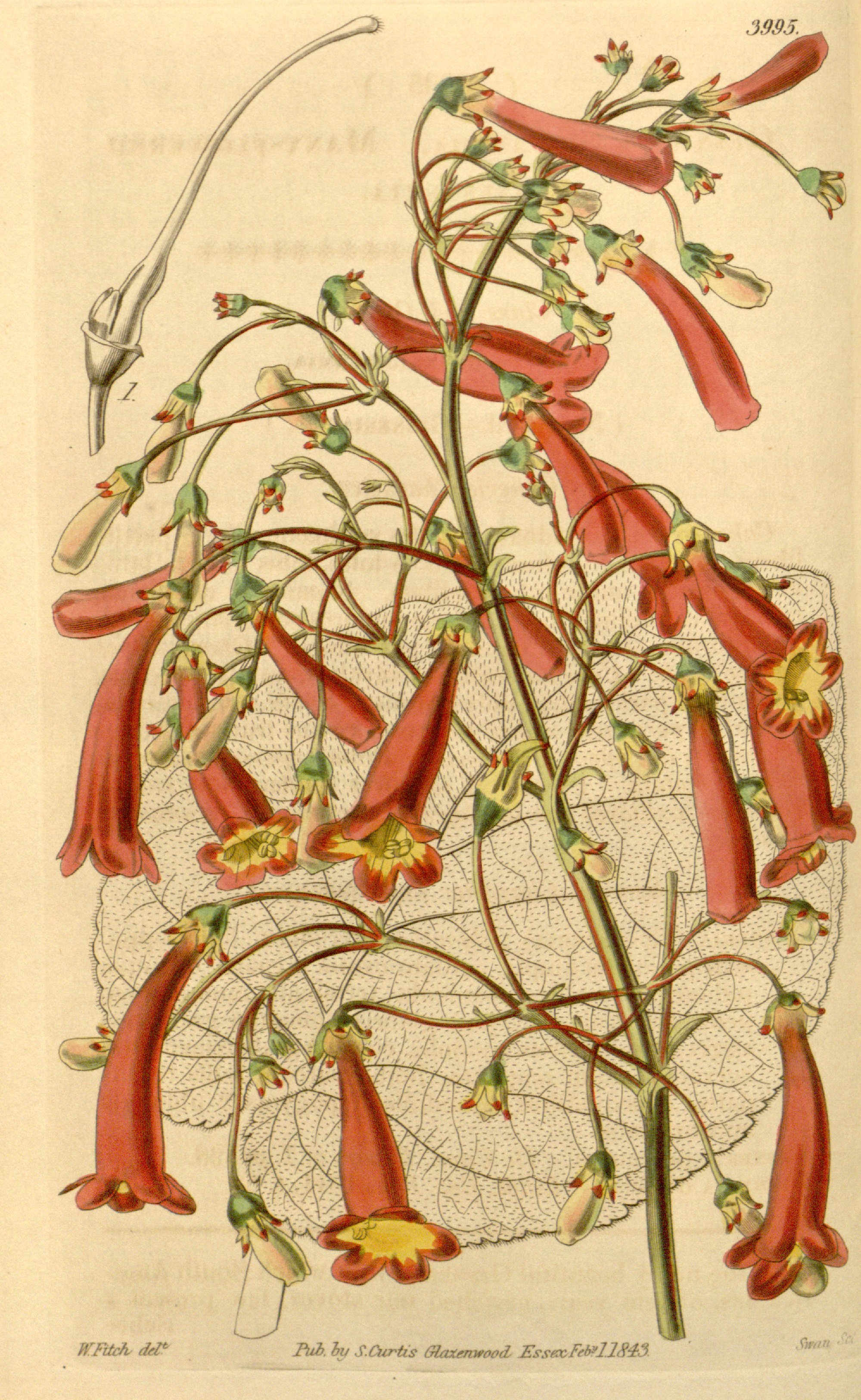 no full size  illustration available (3a)