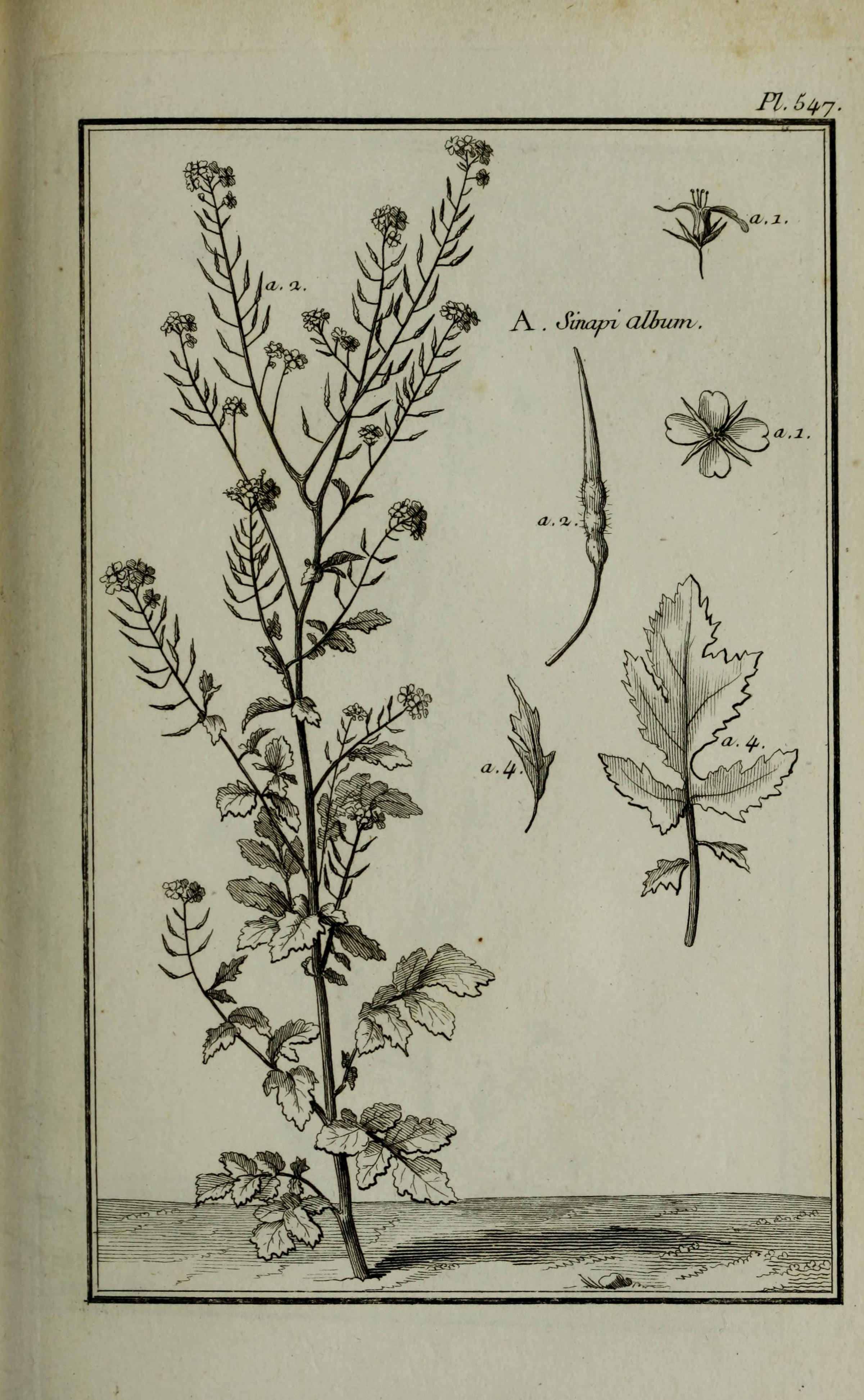 no full size  illustration available (3a)