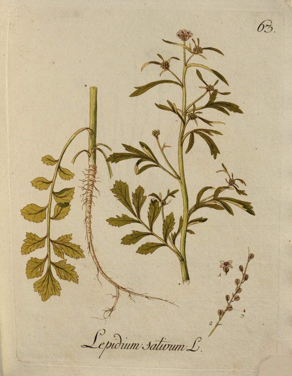 no full size  illustration available (3a)