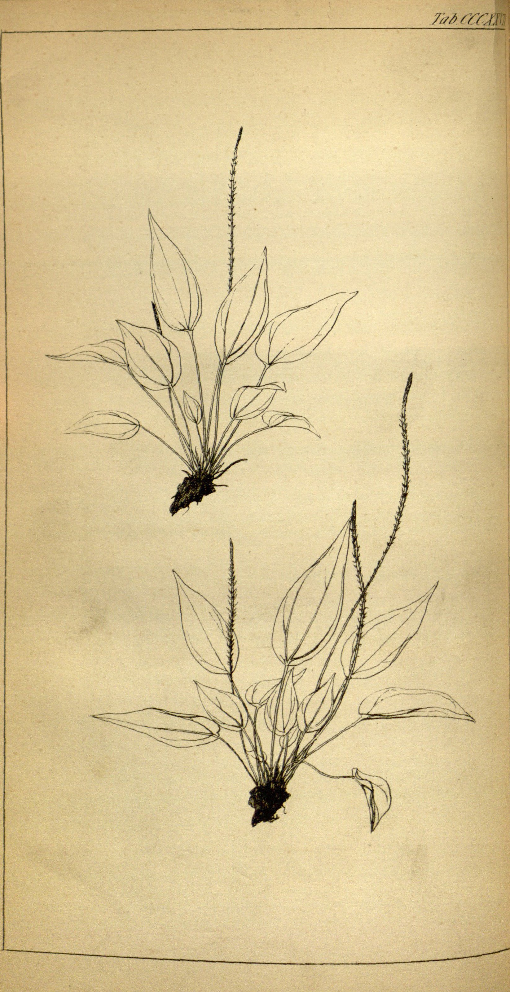 no full size  illustration available (3a)