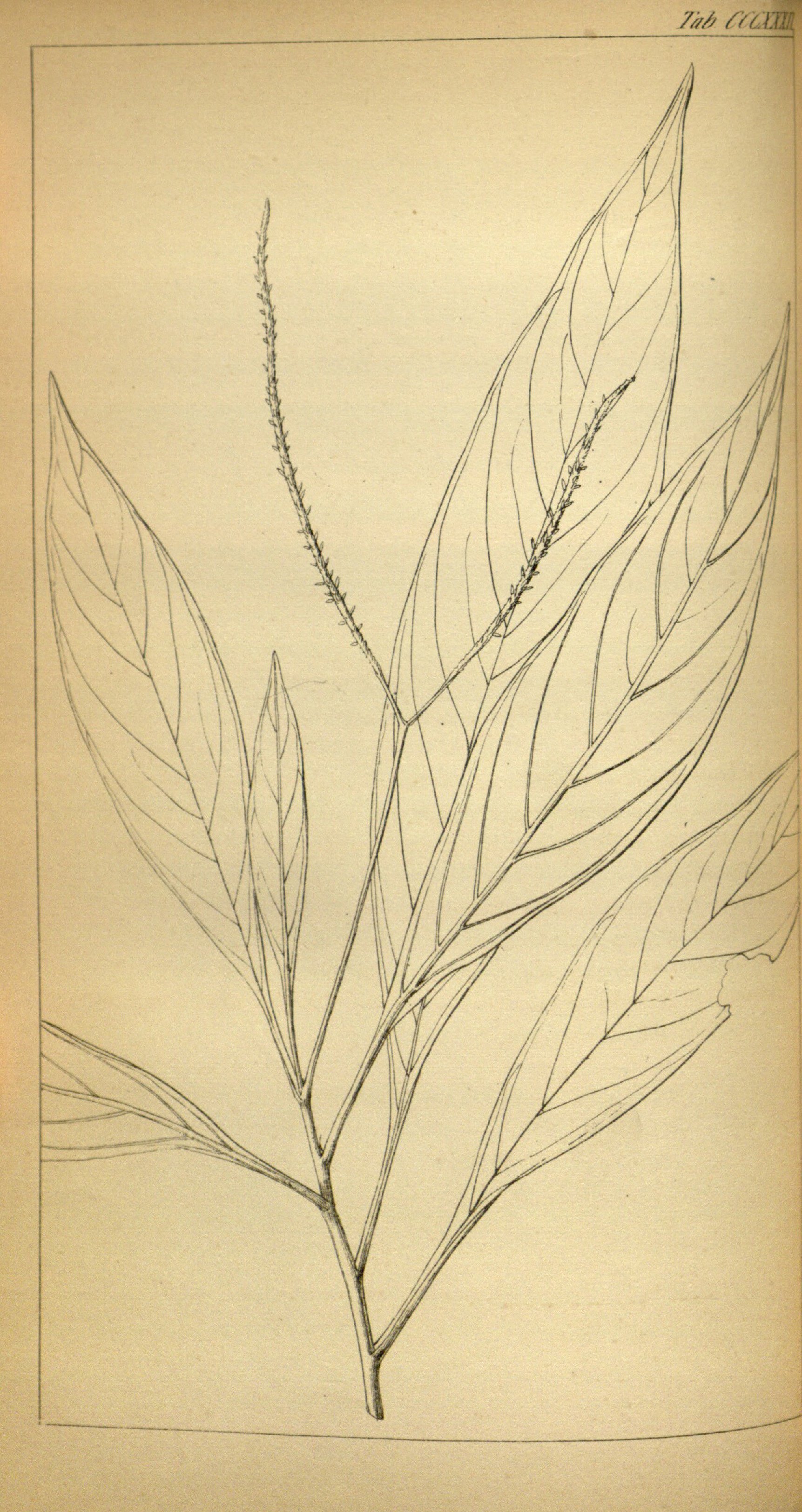 no full size  illustration available (3a)