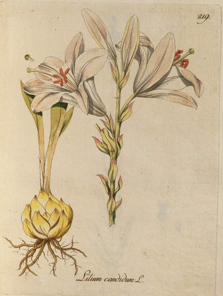 no full size  illustration available (3a)