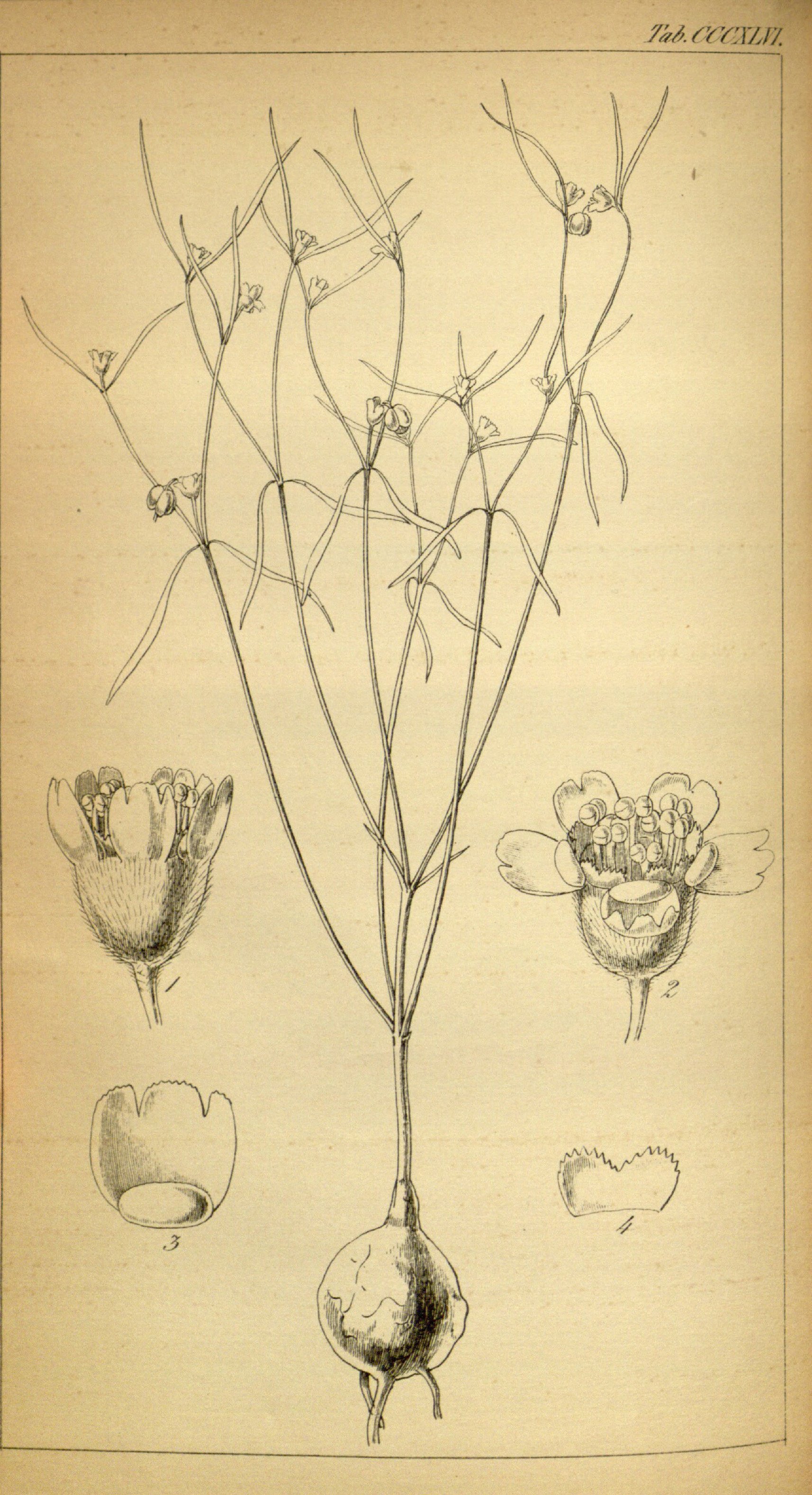 no full size  illustration available (3a)