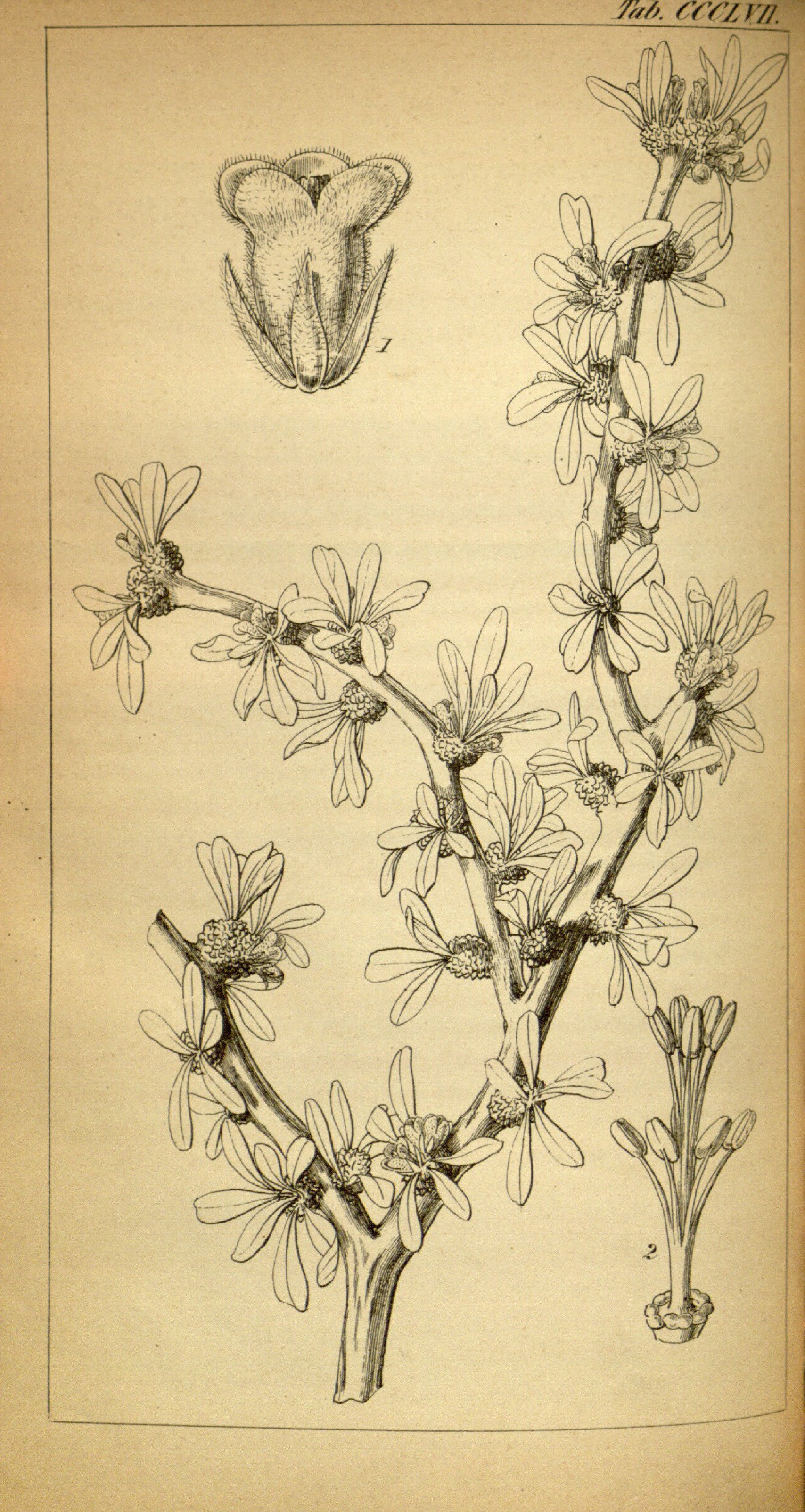 no full size  illustration available (3a)