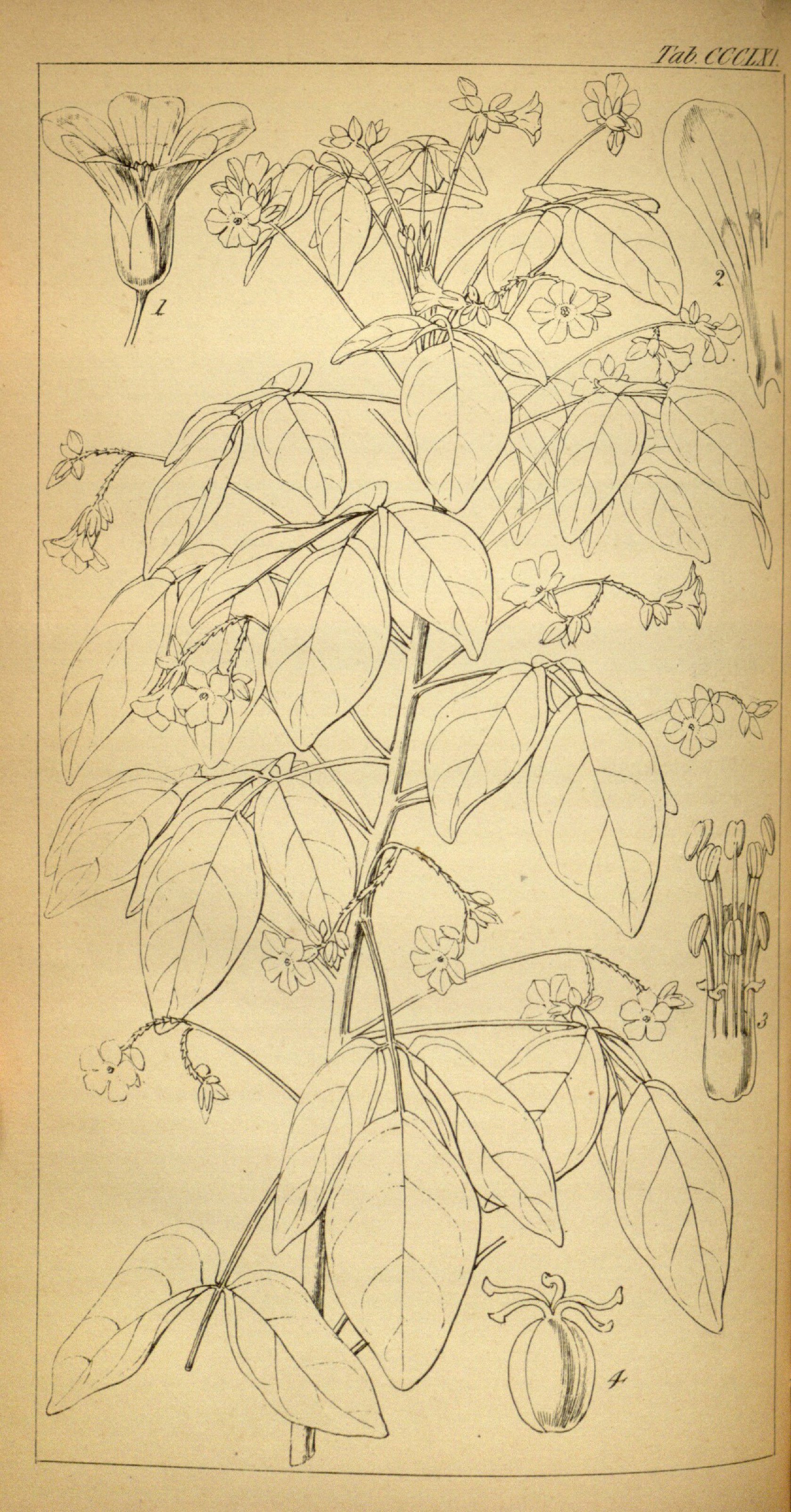 no full size  illustration available (3a)