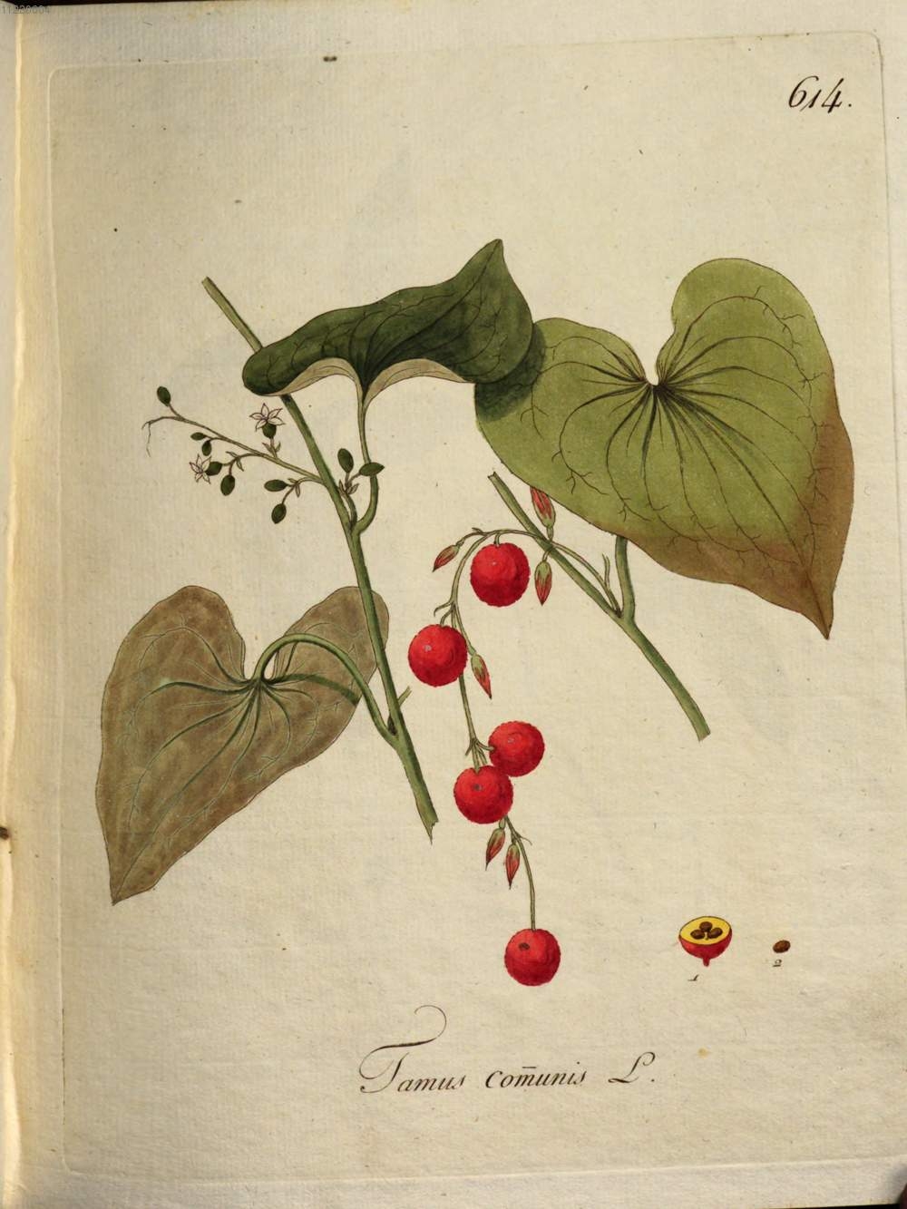 no full size  illustration available (3a)