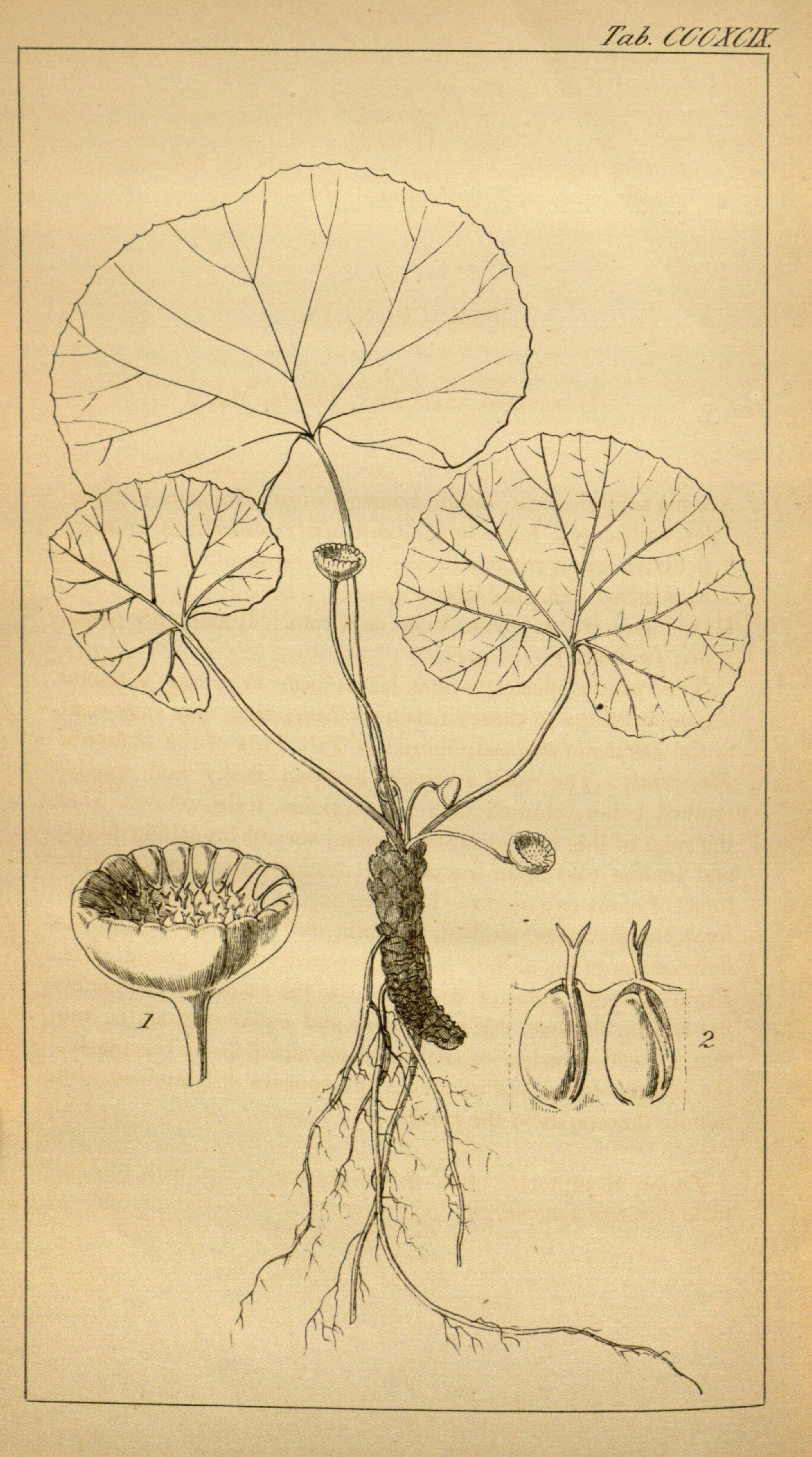 no full size  illustration available (3a)