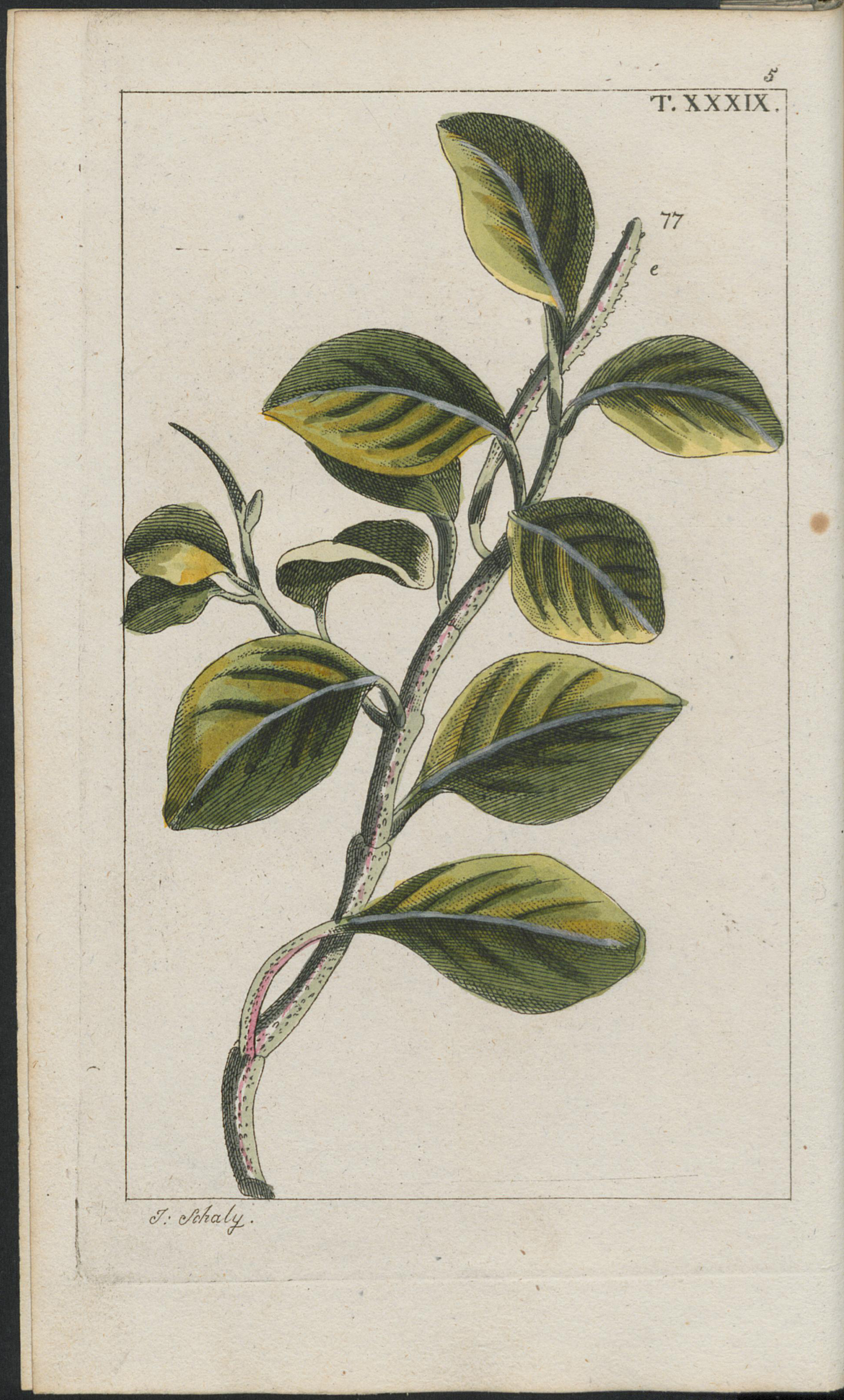 no full size  illustration available (3a)