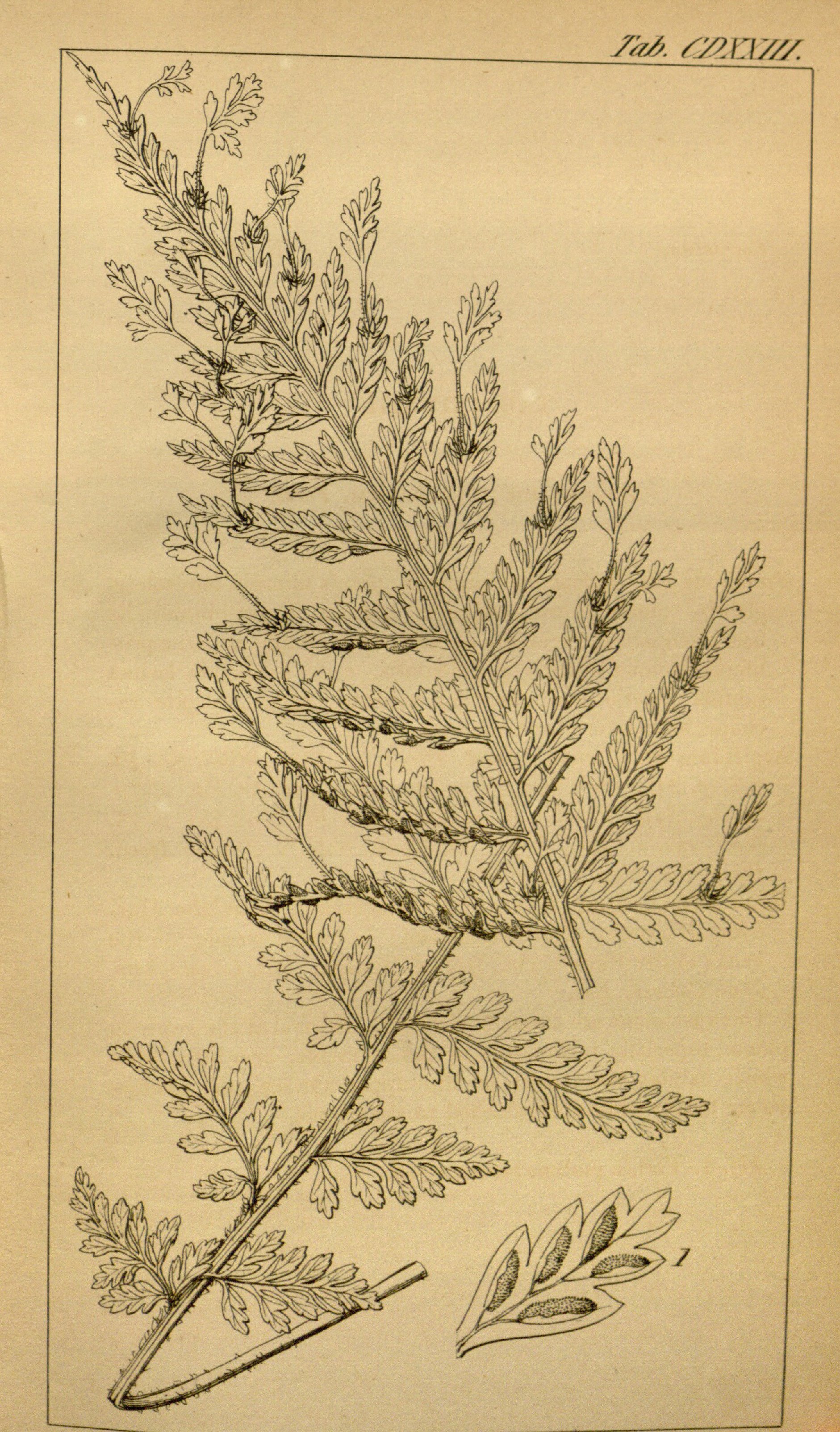 no full size  illustration available (3a)