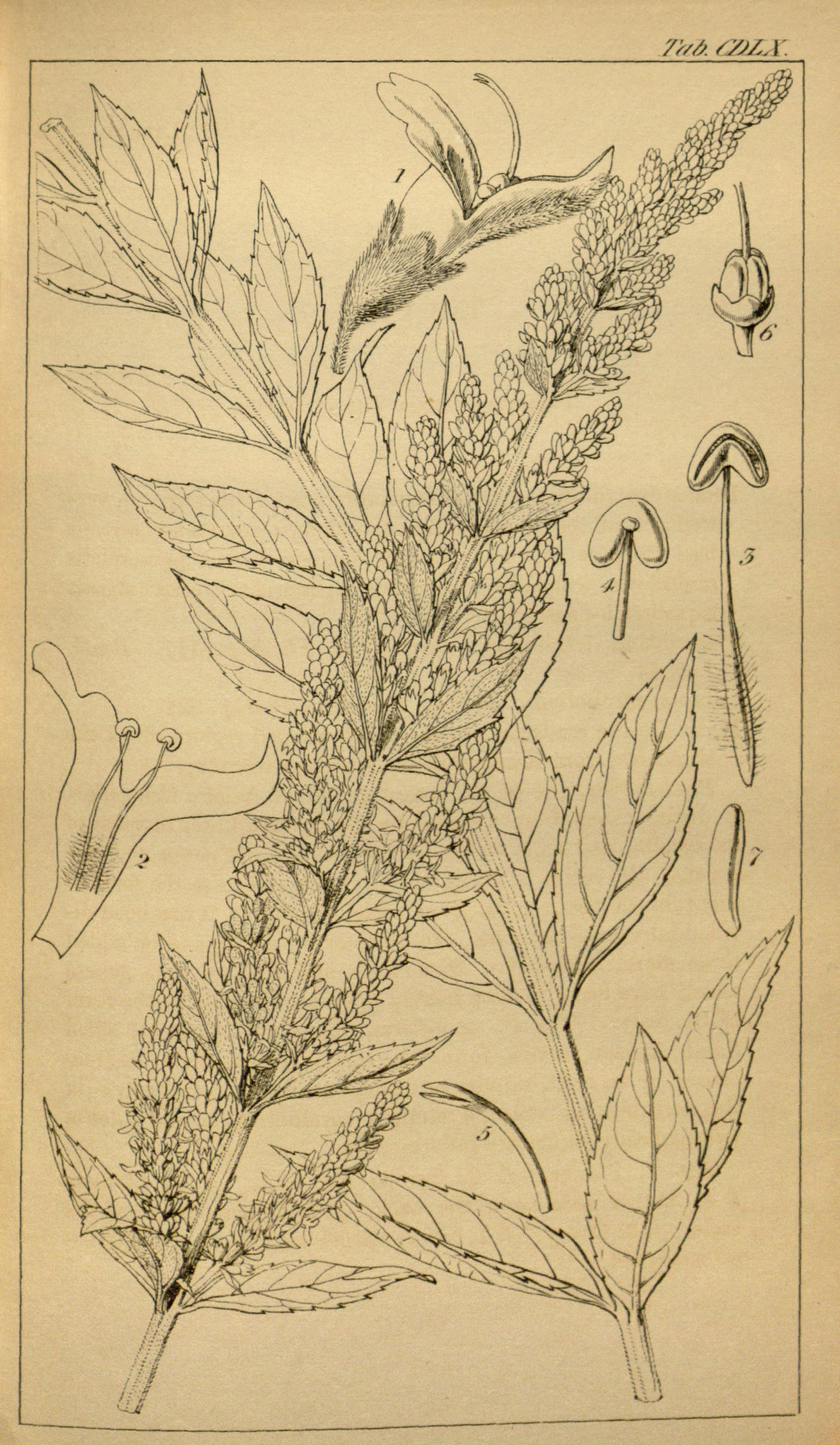 no full size  illustration available (3a)