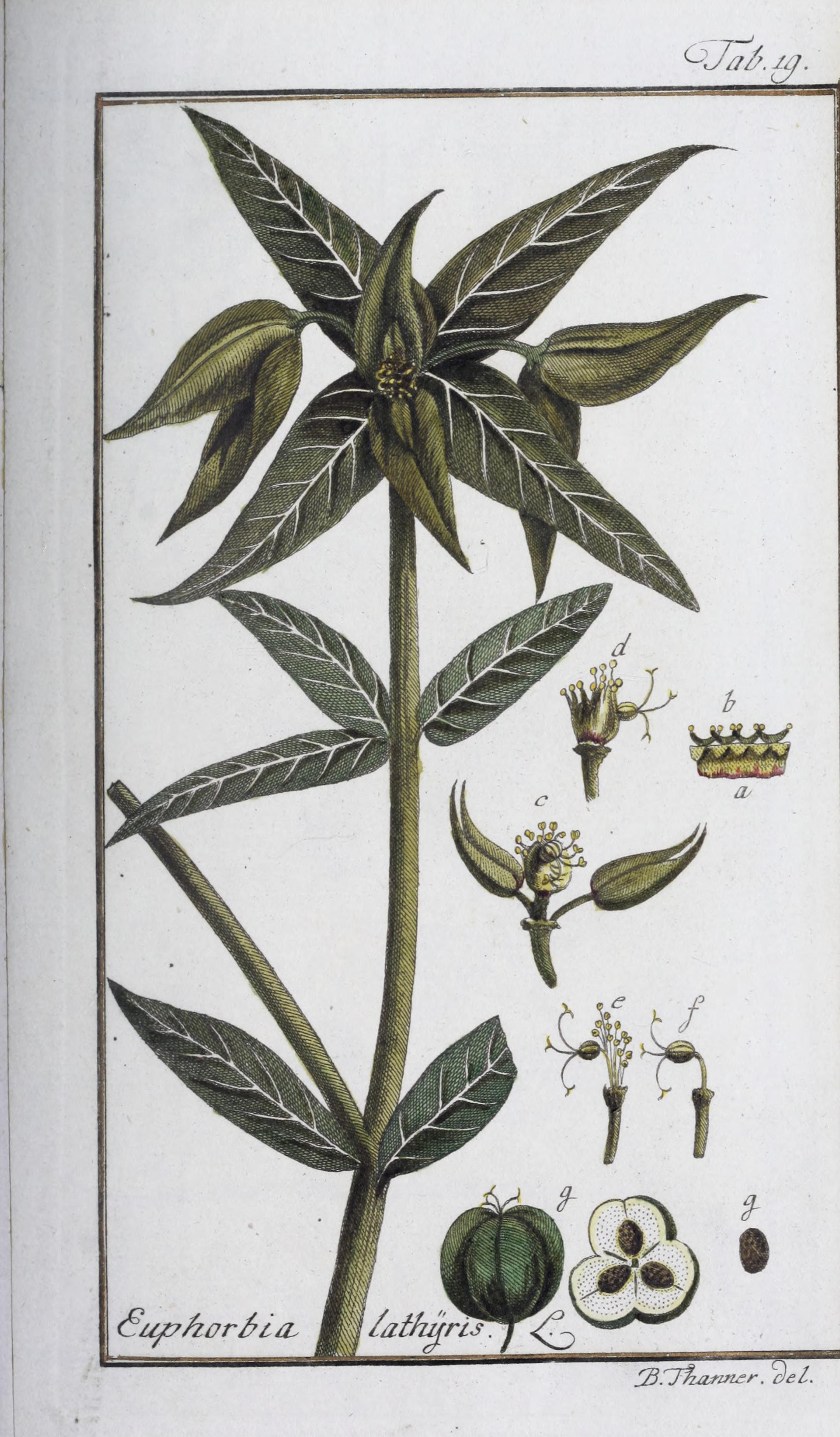 no full size  illustration available (3a)