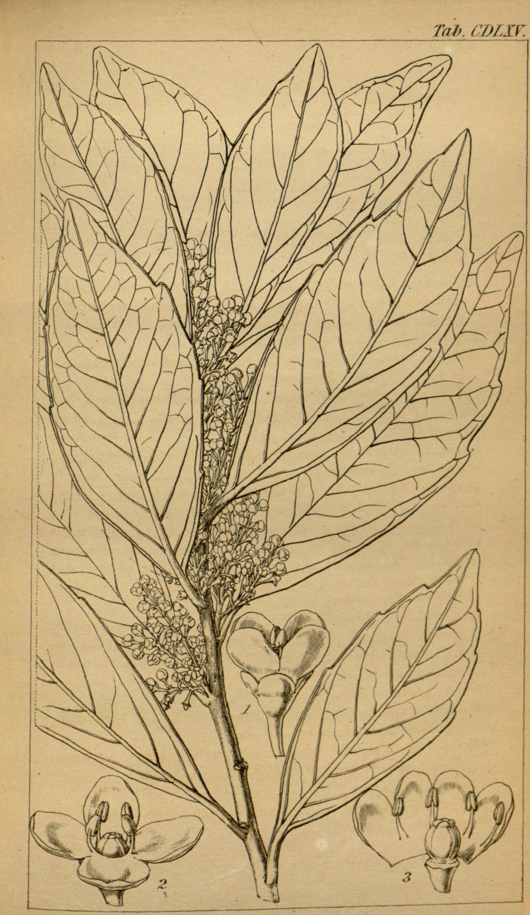 no full size  illustration available (3a)