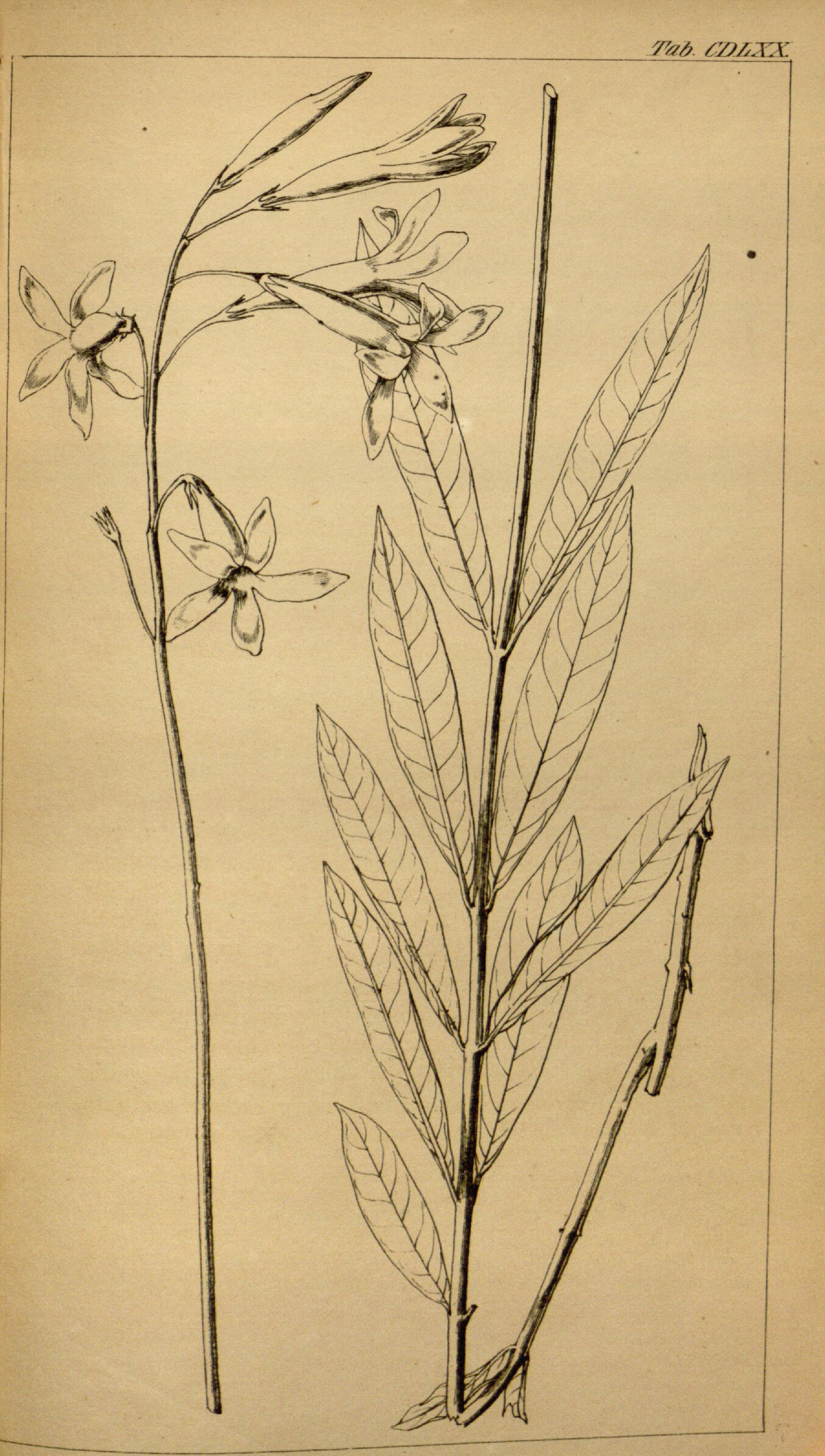 no full size  illustration available (3a)