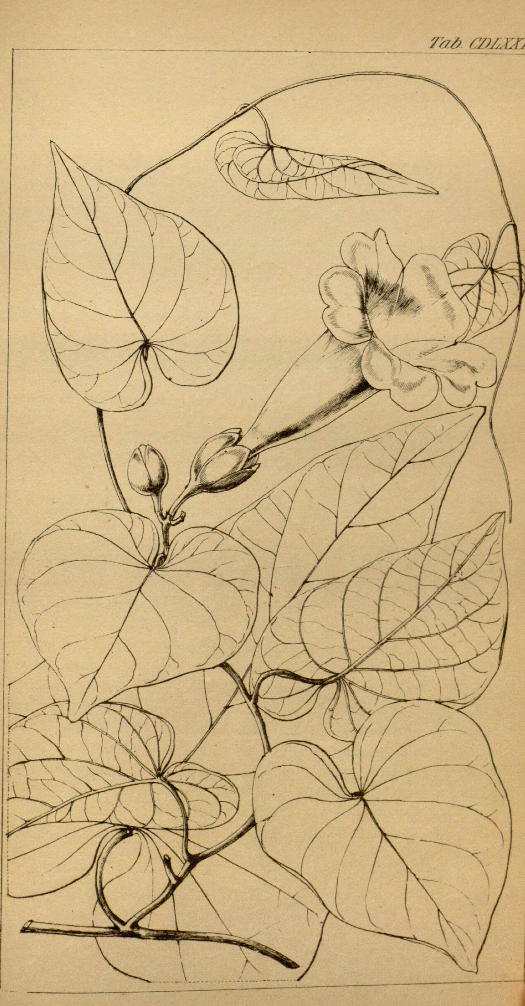 no full size  illustration available (3a)