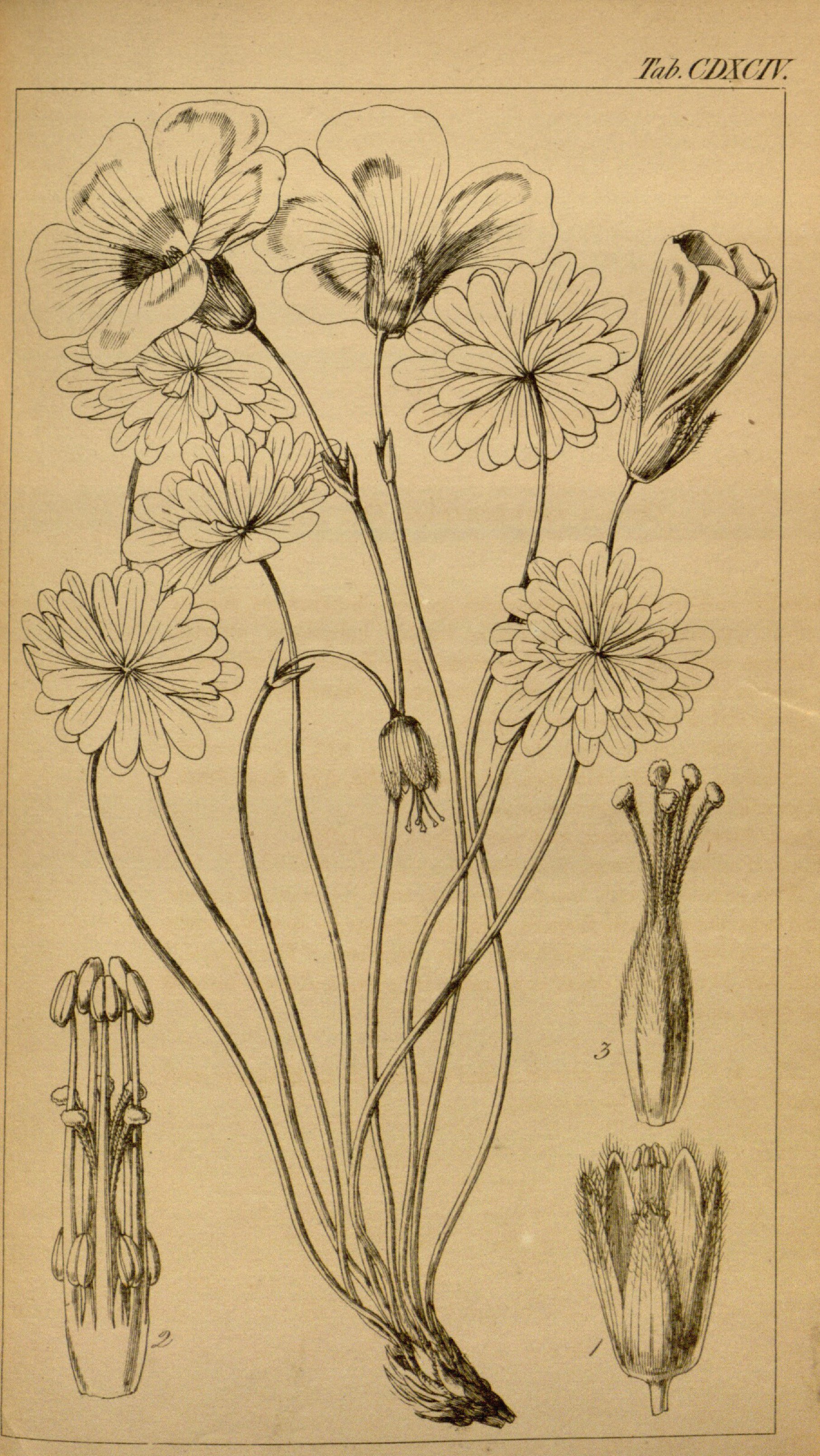 no full size  illustration available (3a)