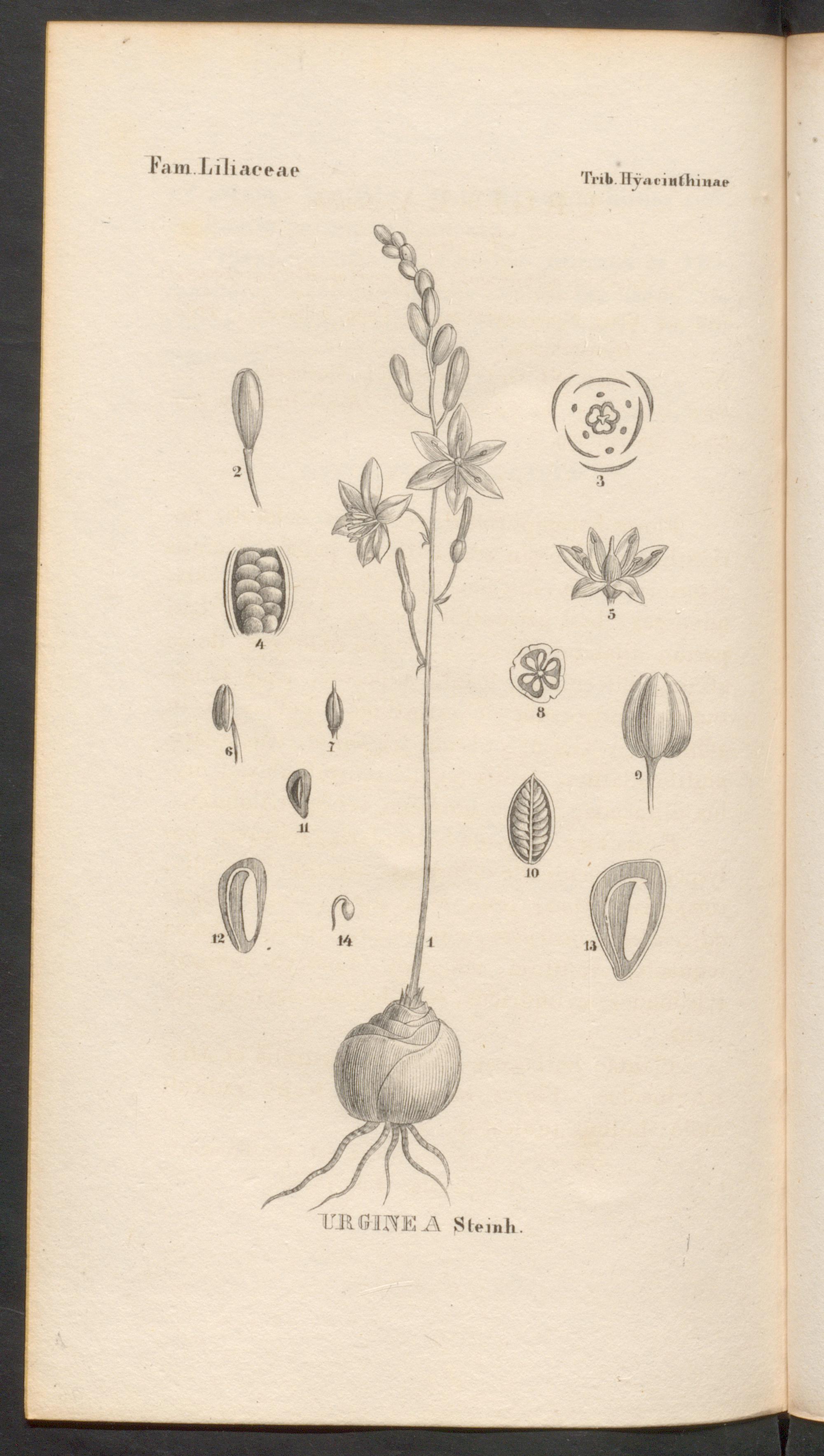 no full size  illustration available (3a)