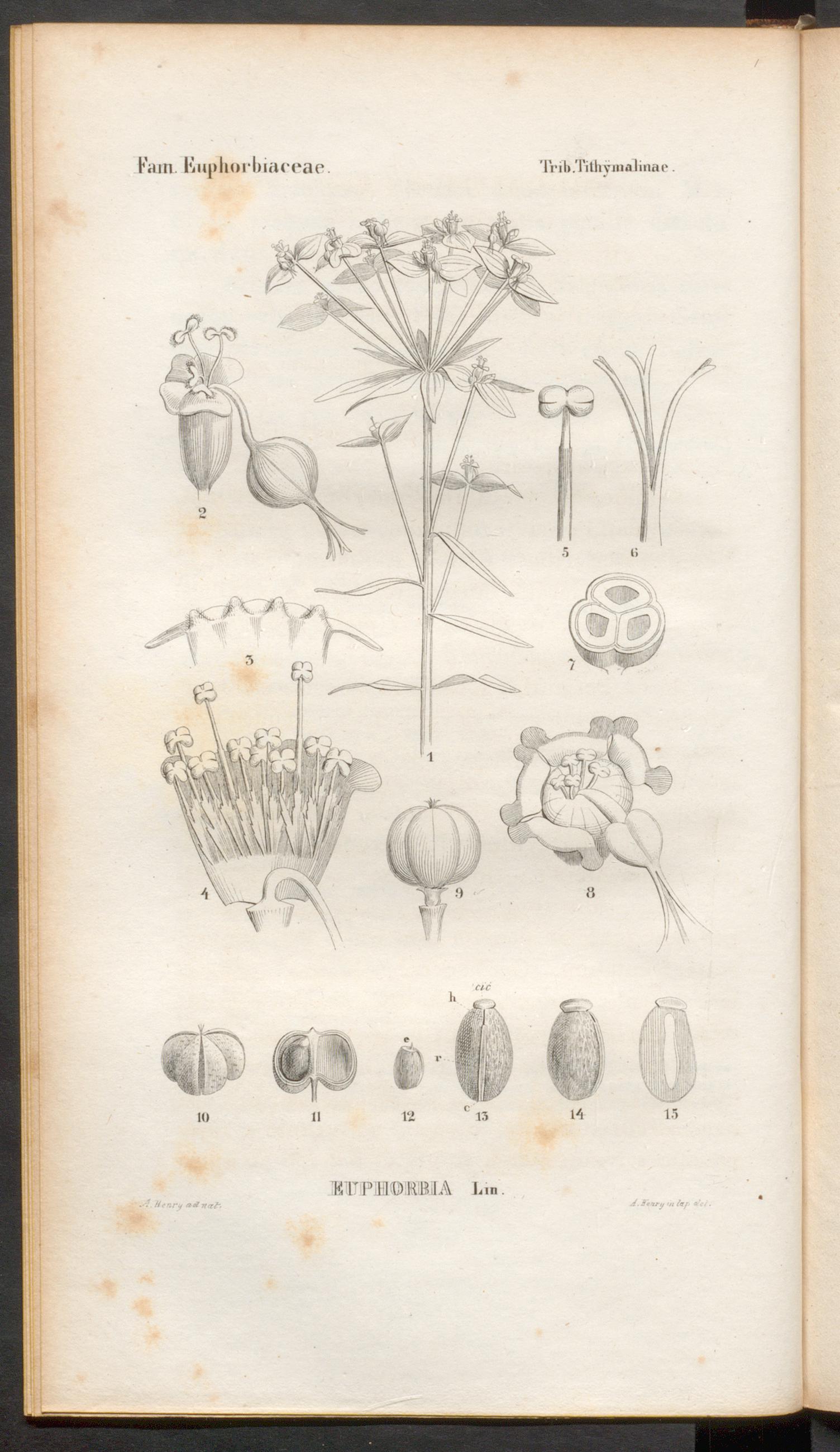 no full size  illustration available (3a)