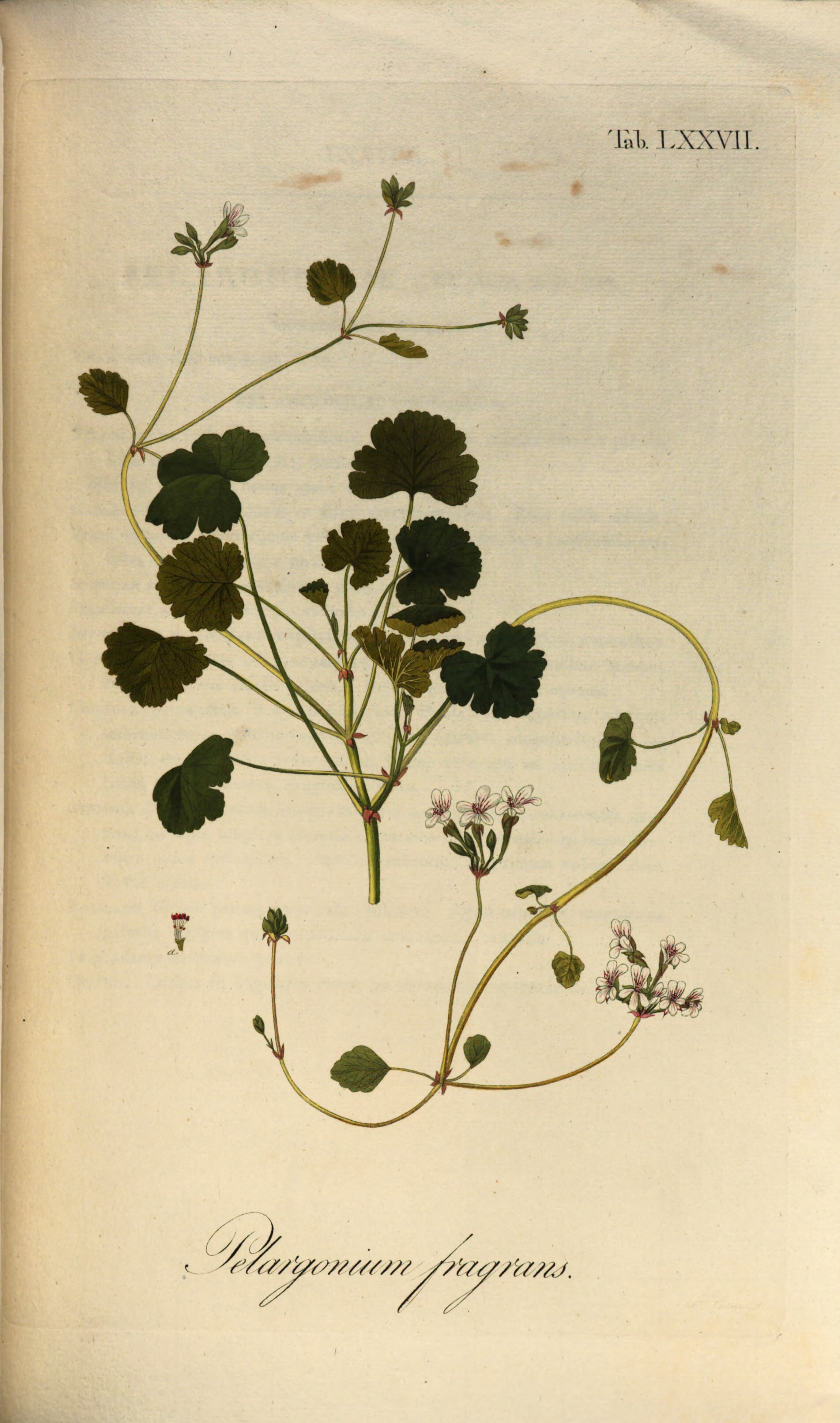 no full size  illustration available (3a)