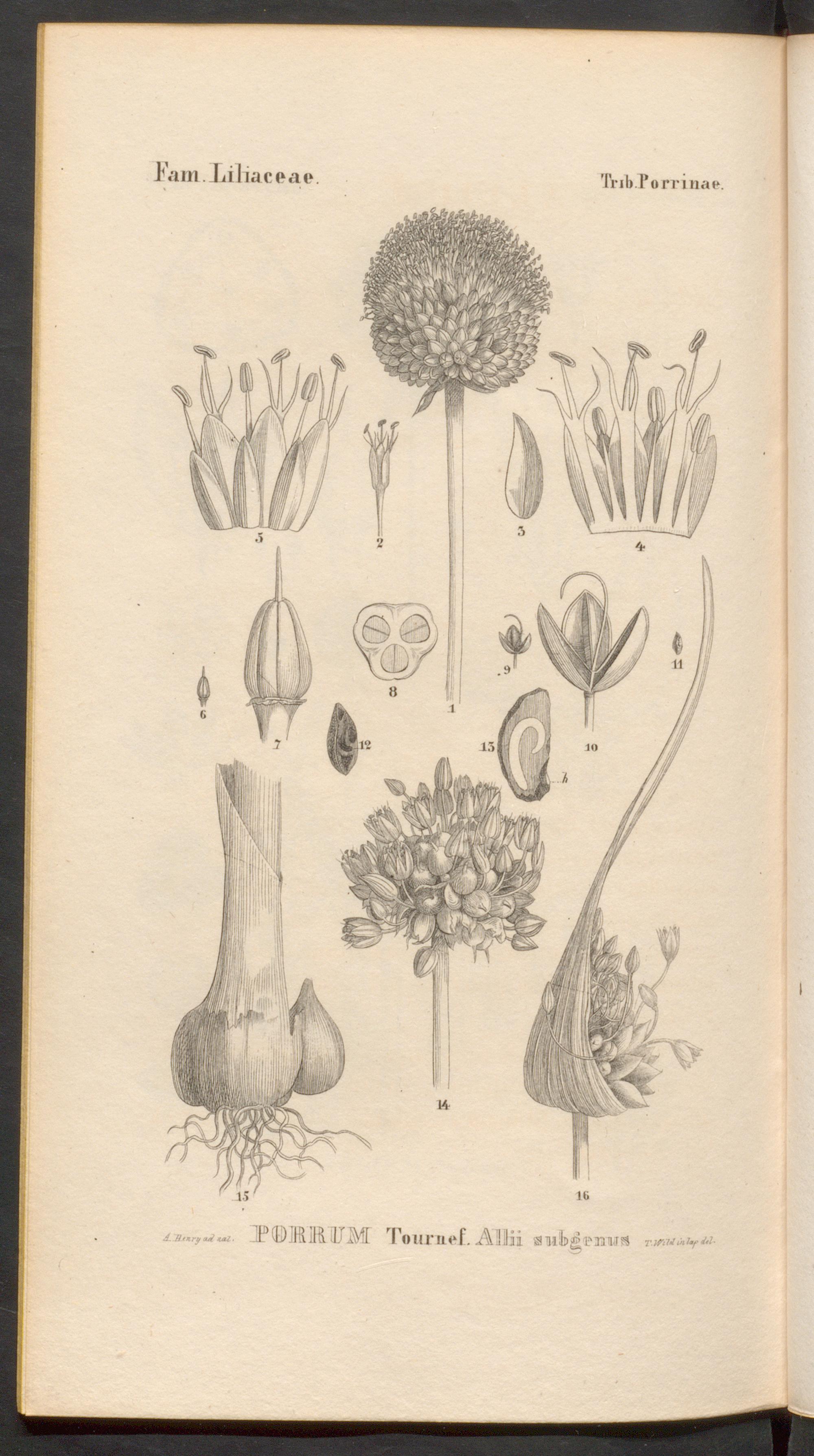 no full size  illustration available (3a)