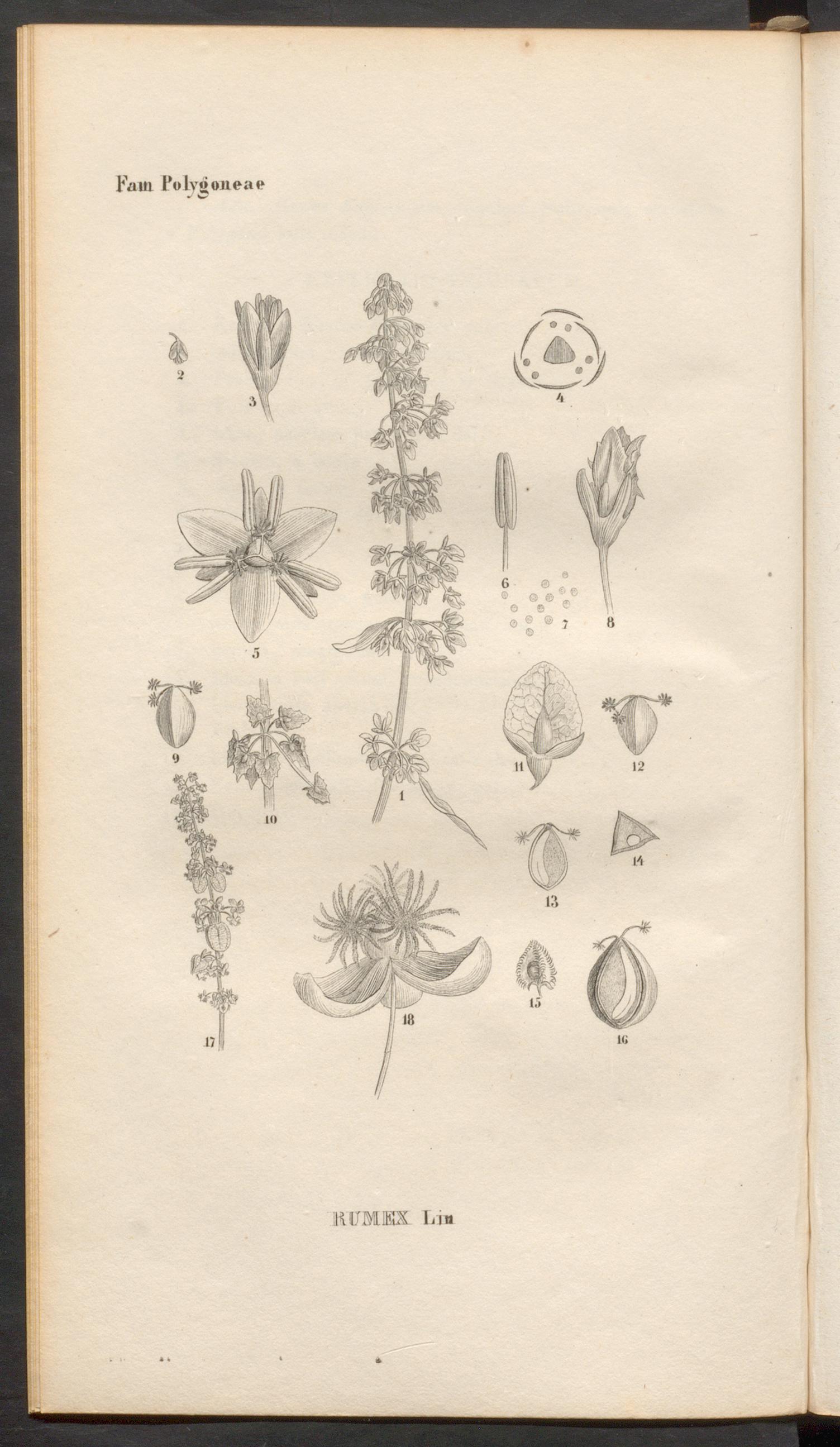 no full size  illustration available (3a)